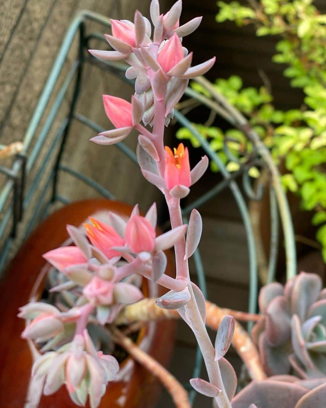 島谷ひとみさんのインスタグラム写真 - (島谷ひとみInstagram)「やっと咲きそうだ🌸  ベランダの多肉植物（名前はわからないw自分で植え替えた植物）がやっと花を咲かせそうです^_^  こんな蛍光ピンクのお花が咲くなんて😆💕  嬉しくて朝からパシャパシャ📸  が、しかし、私は移動中ー。  ちーん。  満開になる姿を見ることが出来ない🥲  朝、植物にお水をやったりメダカ、熱帯魚、錦鯉の世話をするのに３０分かかるwww  てんてこ舞い👺  では、行って参ります✈️  #私の豊かな暮らしごと #多肉植物 #家はもはやジャングルw #島谷移動中 #島谷製作所 #島谷ひとみ」6月30日 11時38分 - shimatani_hitomi_official