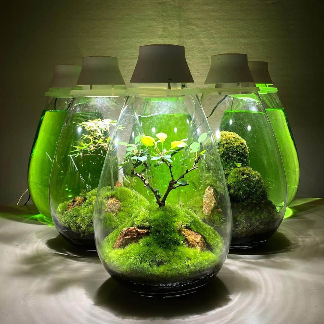 Mosslight-LEDさんのインスタグラム写真 - (Mosslight-LEDInstagram)「Mosslight   #mosslight #モスライト  #terrarim#テラリウム #moss#苔#コケ#paludariums #パルダリウム #terrariums#terariums #terariumdesign #terrariumsdesigns」6月30日 11時54分 - mosslight1955