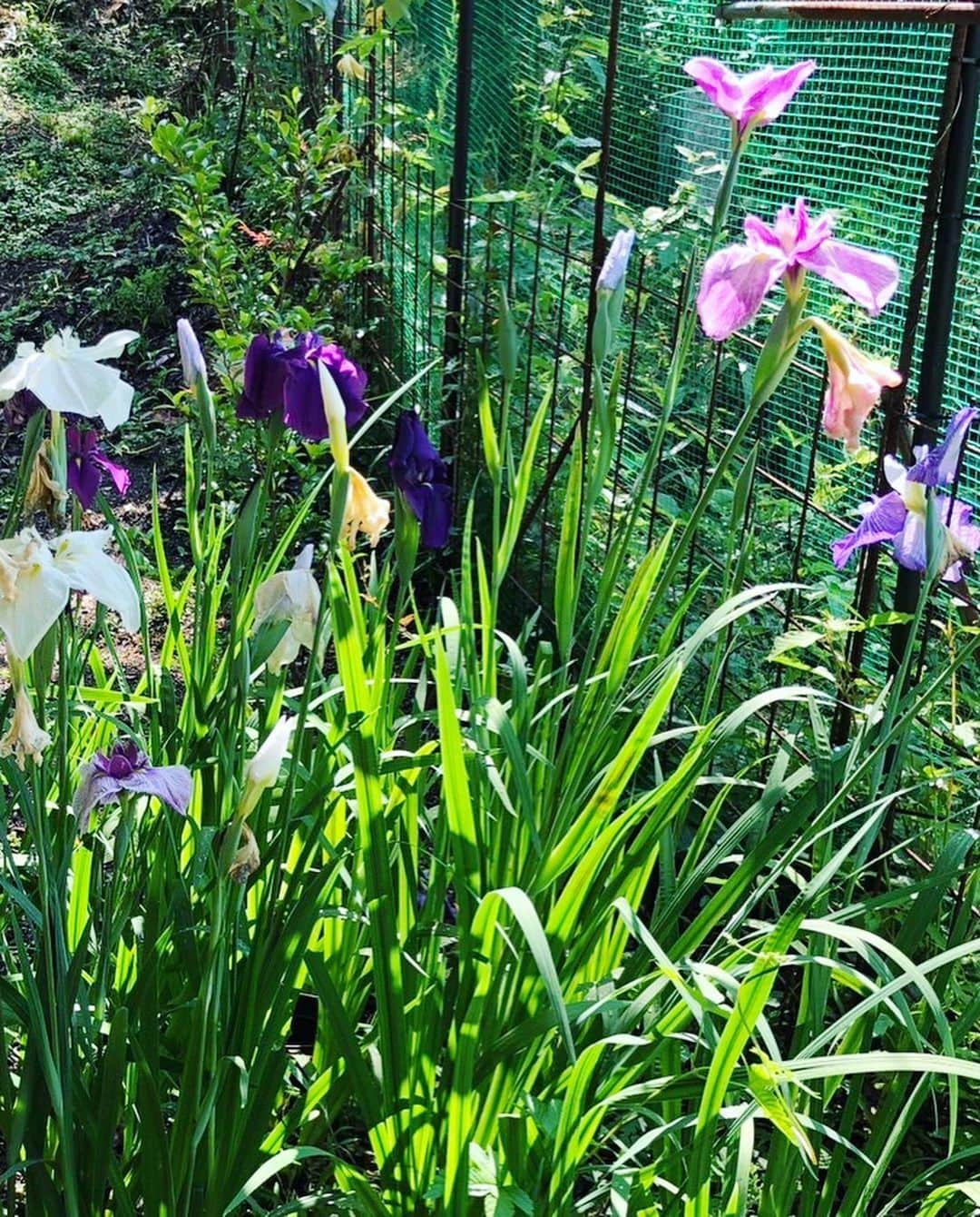 野口健さんのインスタグラム写真 - (野口健Instagram)「２年前に京都に住んでいる従兄弟から花菖蒲をプレゼントして頂き、古民家の庭に植えましたが、今年は昨年以上によく咲きました！！！昨年は鹿にたいぶ食べられましたが、今年は被害が少ない！！！　花菖蒲は凛としていて品があるなぁ〜。ライク　ミー(^^)  #野口健#花菖蒲#野口健ガーデニング」6月30日 12時11分 - noguchiken8848