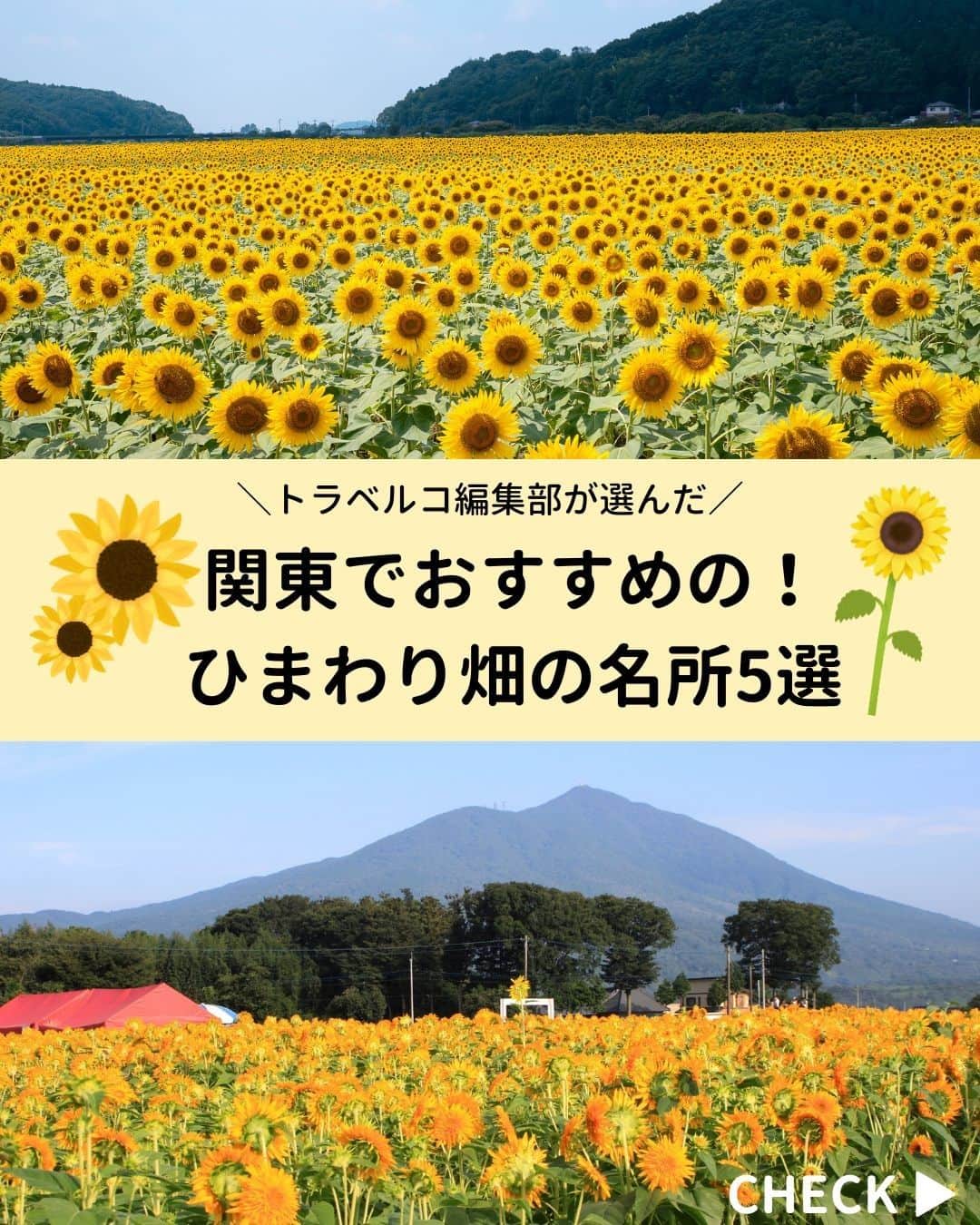 旅行比較サイト・トラベルコ 理想の旅を、いちばん安く。のインスタグラム：「全国に数あるひまわり畑の名所・人気観光スポット🌻　今回はその中でも関東のおすすめひまわり畑を紹介します💁‍♀️   夏のお出かけにおすすめですよ😉  【1枚目】 📍 #国営昭和記念公園（東京都） 東京都立川市と昭島市にまたがる自然豊かな国営昭和記念公園。東京ドーム約39個分の広大な敷地では四季折々の花が楽しめ、夏はひまわりが見ものです。  【2枚目】 📍 #座間市ひまわり畑（神奈川県） 神奈川県座間市、相模川近くなどで夏の期間のみひまわり畑が登場。8月上旬から中旬にかけて見頃となり、例年開花期には「ひまわりまつり」が開催されます。  【3枚目】 📍 #明野ひまわりの里（茨城県） 8月下旬～9月上旬には「あけのひまわりフェスティバル」が開催され、八重ひまわりの「切り花園」やラッピングコーナーも同時開設されます。  【4枚目】 📍 #益子町ひまわり畑（栃木県） 見頃時期にあわせて「ひまわり祭り」が開催され、期間中には農産品等の直売があるほか、畑を一望できる無料展望台の設置もありますよ。  【5枚目】 📍 #野木のひまわり（栃木県） 栃木県下都賀郡野木町のひまわり畑は、約4.3ヘクタールの敷地に約30万本のひまわりが咲く県内屈指の花名所。ひまわりは野木町の“町の花”に制定されています。  そのほか全国ひまわり畑の名所はこちら👇 https://www.tour.ne.jp/matome/articles/himawari/#8441  ***** あなたが旅先で出合った素敵な風景に #トラベルコ  または #travelko をつけて投稿してみてください📷 こちらのアカウントで紹介させていただくかも！  投稿を見て「行きたい！」と思ったら保存でクリップ。 フォロー＆いいねもお願いします🌟  ***** 国内海外1500以上の旅行サイトをまとめて比較！ 旅行の最安値を探すなら「トラベルコ」  プロフィール欄のURLから早速検索🔍 @travelko_official  #ひまわり畑 #関東ひまわり畑 #都内ひまわり畑 #ひまわり名所 #ひまわりスポット #絶景 #フォトジェニック #ファインダー越しの私の世界 #誰かに見せたい景色 #旅行好きな人と繋がりたい #写真好きな人と繋がりたい #女子旅 #一人旅 #旅行好き #旅 #旅行 #観光 #trip #travelko #トラベルコ」