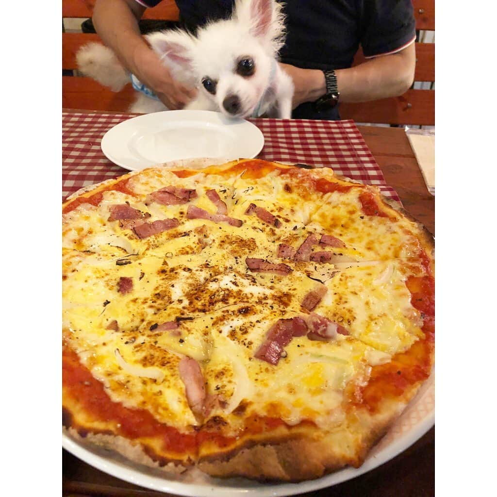 北口麻奈さんのインスタグラム写真 - (北口麻奈Instagram)「夫が朝からピザを食べたい〜と言うので、仕事終わりにビアンカさんへ🍕 暑い季節✖︎テラス席✖︎ビールの組み合わせって、なんであんなにあうのでしょう🍺 おいしさマシマシになりますよね😋 抹茶さんはパンもピザも首をなが〜くして食べようとしてましたが、パパの「小麦はダメ」という厳しい判断で、おこぼれナシ🙅‍♀️ だけど、お店のお姉さんにヨシヨシしてもらえたから抹茶は満足🐕 抹茶を見かけた際は、ぜひ撫でてあげてください☺️ #ポメチワ #みっくす犬 #ぽめちわぐらむ #犬のいる暮らし #犬とお出かけ関西 #ビアンカ #テラス席わんこok #元保護犬」6月30日 12時17分 - asana_kitaguchi