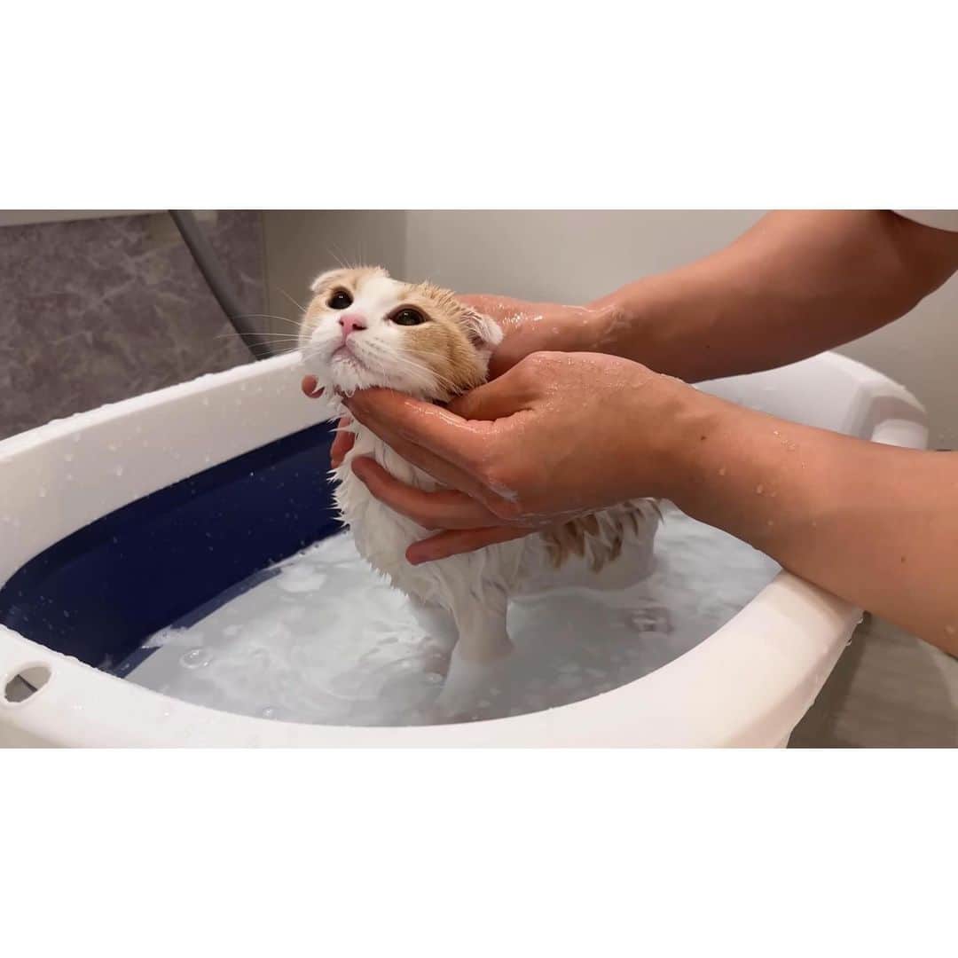 もちまるさんのインスタグラム写真 - (もちまるInstagram)「初めてのお風呂でくつろぐはな」6月30日 18時15分 - catmotimaru