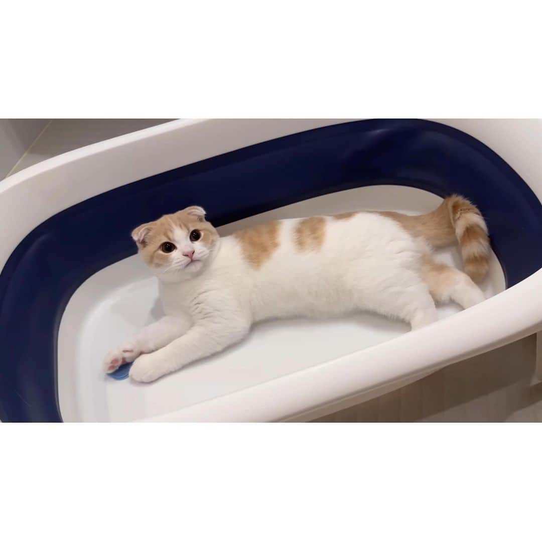 もちまるさんのインスタグラム写真 - (もちまるInstagram)「初めてのお風呂でくつろぐはな」6月30日 18時15分 - catmotimaru
