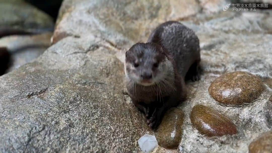 のインスタグラム：「氷好きなコツメカワウソのサクラです。 暑い日が続いていますので、熱中症等には十分気を付けてお過ごしください。  #アクアトト #水族館 #aquarium #オアシスパーク #河川環境楽園」
