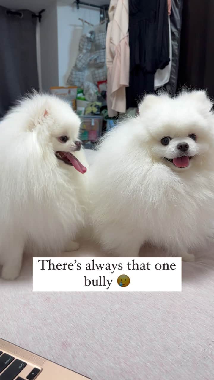 Mochi the Orkyehのインスタグラム：「Who’s the bully? #twodogs #bully」