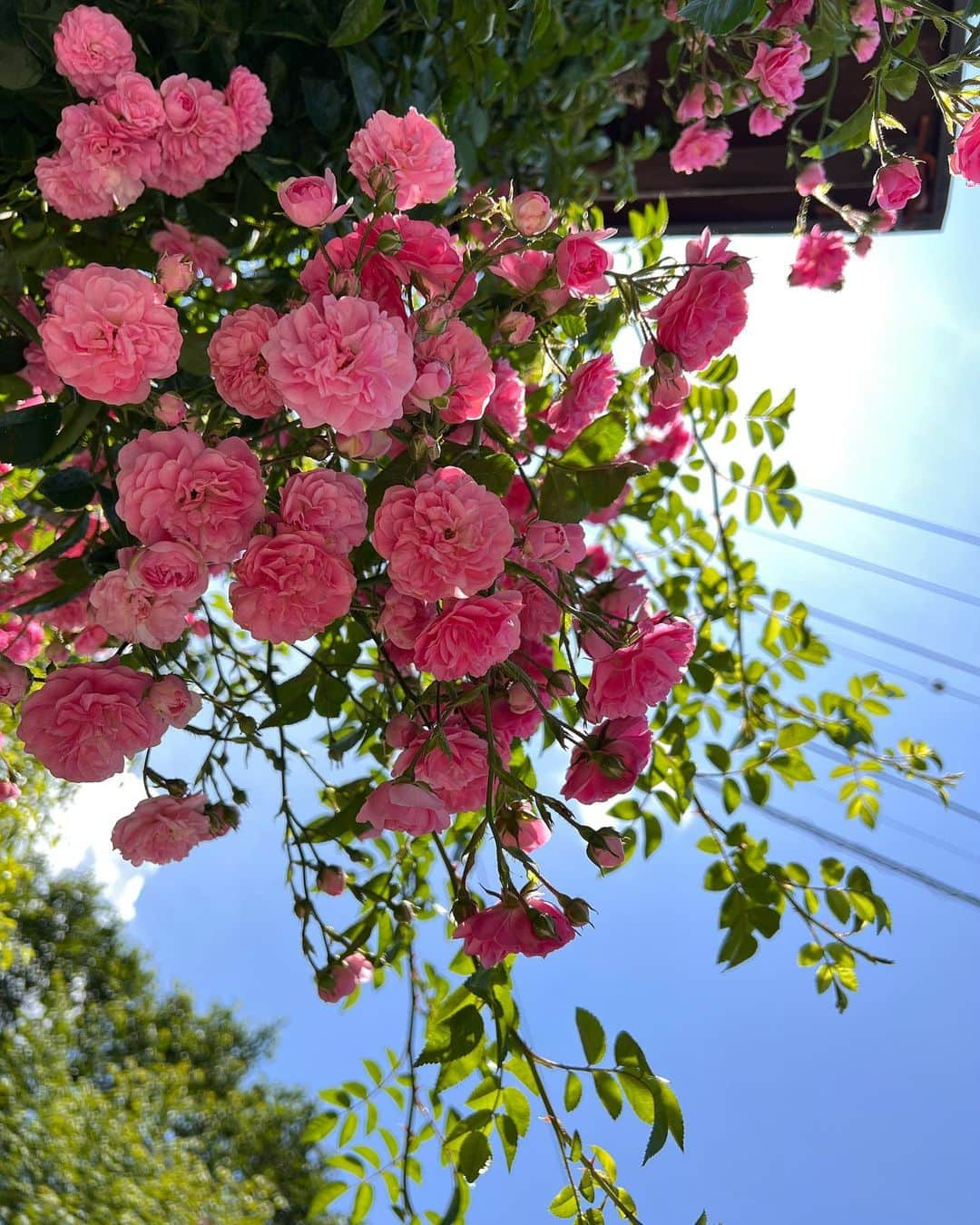 近藤祥子さんのインスタグラム写真 - (近藤祥子Instagram)「🌹 軽井沢レイクガーデンのバラは今が見頃😍✨  ・ひまわりの様に咲くバラ ・噴水に浮かぶ瑞々しいバラ ・上から零れこちそうなほど咲き誇るバラ ・睡蓮もちょうど咲いててこんなに綺麗な睡蓮は初めて！ ・トンボがホタルブクロの元で羽化してる😳  暑かったけど、一見の価値あり！！ (続く…)  #軽井沢 #軽井沢レイクガーデン #ローズガーデン #軽井沢ローズガーデン #バラ #バラ園 #睡蓮 #とんぼ #とんぼ #ホタルブクロ #karuizawa #karuizawalakegarden #rose #rosegarden」6月30日 13時23分 - shoko_kondoh