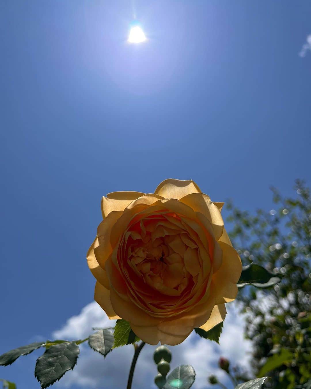近藤祥子さんのインスタグラム写真 - (近藤祥子Instagram)「🌹 軽井沢レイクガーデンのバラは今が見頃😍✨  ・ひまわりの様に咲くバラ ・噴水に浮かぶ瑞々しいバラ ・上から零れこちそうなほど咲き誇るバラ ・睡蓮もちょうど咲いててこんなに綺麗な睡蓮は初めて！ ・トンボがホタルブクロの元で羽化してる😳  暑かったけど、一見の価値あり！！ (続く…)  #軽井沢 #軽井沢レイクガーデン #ローズガーデン #軽井沢ローズガーデン #バラ #バラ園 #睡蓮 #とんぼ #とんぼ #ホタルブクロ #karuizawa #karuizawalakegarden #rose #rosegarden」6月30日 13時23分 - shoko_kondoh