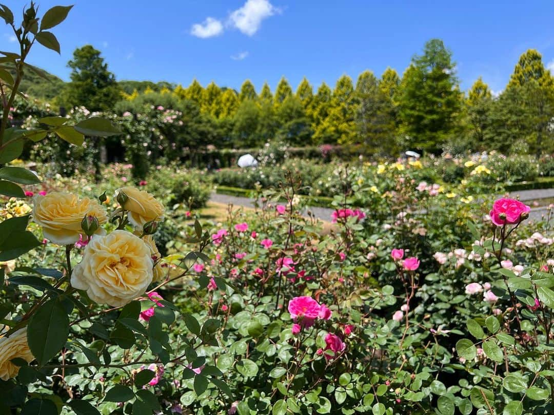 近藤祥子さんのインスタグラム写真 - (近藤祥子Instagram)「🌹 軽井沢レイクガーデンの続き…  ・ミツバチも働き盛り🐝 ・広い敷地に色んな種類のバラがある ・今はピンクのバラが見頃みたい！ ・睡蓮って不思議なお花！かわいい！ ・浅間山もとってもキレイに見えました！  #軽井沢レイクガーデン #軽井沢 #ローズガーデン #睡蓮 #ミツバチ #浅間山 #karuizawa  #karuizawalakegarden  #mtasama #rose #rosegarden」6月30日 13時42分 - shoko_kondoh