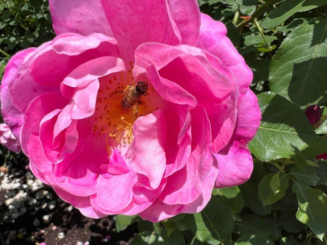 近藤祥子のインスタグラム：「🌹 軽井沢レイクガーデンの続き…  ・ミツバチも働き盛り🐝 ・広い敷地に色んな種類のバラがある ・今はピンクのバラが見頃みたい！ ・睡蓮って不思議なお花！かわいい！ ・浅間山もとってもキレイに見えました！  #軽井沢レイクガーデン #軽井沢 #ローズガーデン #睡蓮 #ミツバチ #浅間山 #karuizawa  #karuizawalakegarden  #mtasama #rose #rosegarden」