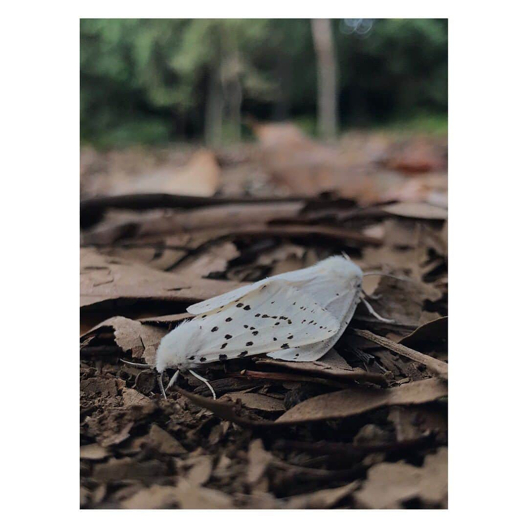 藤代冥砂さんのインスタグラム写真 - (藤代冥砂Instagram)「代々木公園を歩いていると、落ち葉の上に交尾中の蛾のつがいを見つけた。 生まれて初めて見るものが、日常にもたっぷり残ってる。  Googleで画像検索したけど、一体になってるせいか無理みたいっす。  #蛾の交尾」6月30日 14時21分 - meisafujishiro