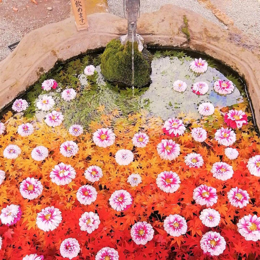 九州電力さんのインスタグラム写真 - (九州電力Instagram)「色鮮やかな花手水🌺 . ┈┈┈┈┈┈┈┈┈┈┈┈┈┈┈┈┈┈┈┈┈┈┈┈ 見に行きたい！と思ったら【💗】で コメントをいっぱいにしてね ┈┈┈┈┈┈┈┈┈┈┈┈┈┈┈┈┈┈┈┈┈┈┈┈ . 大分県玖珠郡玖珠町にある「嵐山瀧神社」は、玖珠川にかかる三日月の滝の傍に建立された、開放的な雰囲気のある神社です⛩ 境内にある手水舎には花手水があり、四季折々の花が美しく飾られています。 . この花手水は、参拝される方に喜んでもらいたいと始められたもので、毎日手入れを行っており、年間を通して色とりどりの花を楽しむことができます🌸🌹🌼 . ※写真提供：嵐山瀧神社 ※写真は過去に撮影されたものです。 . お届けする九州の風景が、皆さまの元気や癒しになれば幸いです☘️ . #九州電力 #大分 #玖珠町 #嵐山瀧神社 #玖珠郡 #花手水 #花手水舎 #花手水巡り #瀧神社の花手水」6月30日 14時30分 - kyuden_official