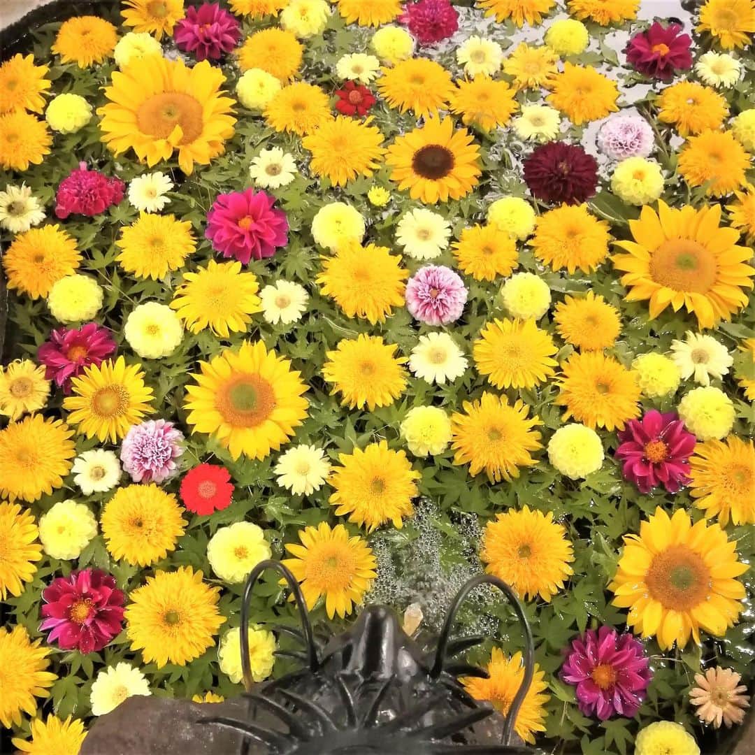 九州電力さんのインスタグラム写真 - (九州電力Instagram)「色鮮やかな花手水🌺 . ┈┈┈┈┈┈┈┈┈┈┈┈┈┈┈┈┈┈┈┈┈┈┈┈ 見に行きたい！と思ったら【💗】で コメントをいっぱいにしてね ┈┈┈┈┈┈┈┈┈┈┈┈┈┈┈┈┈┈┈┈┈┈┈┈ . 大分県玖珠郡玖珠町にある「嵐山瀧神社」は、玖珠川にかかる三日月の滝の傍に建立された、開放的な雰囲気のある神社です⛩ 境内にある手水舎には花手水があり、四季折々の花が美しく飾られています。 . この花手水は、参拝される方に喜んでもらいたいと始められたもので、毎日手入れを行っており、年間を通して色とりどりの花を楽しむことができます🌸🌹🌼 . ※写真提供：嵐山瀧神社 ※写真は過去に撮影されたものです。 . お届けする九州の風景が、皆さまの元気や癒しになれば幸いです☘️ . #九州電力 #大分 #玖珠町 #嵐山瀧神社 #玖珠郡 #花手水 #花手水舎 #花手水巡り #瀧神社の花手水」6月30日 14時30分 - kyuden_official