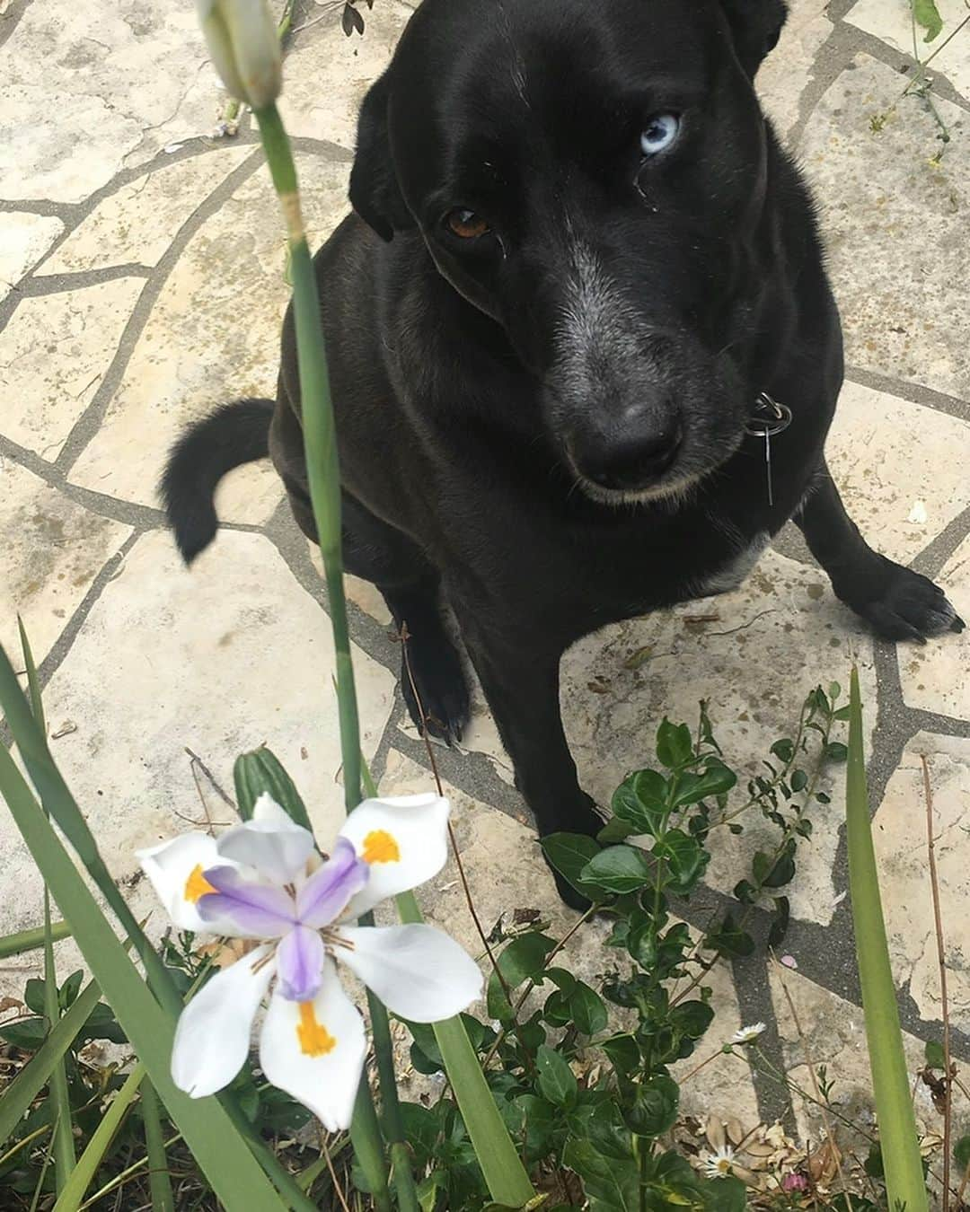 リー・トンプソンさんのインスタグラム写真 - (リー・トンプソンInstagram)「I know so many of you care deeply for your dogs. Dog lovers we share a bond. And when it's that terrible time when they are dying and you can't decide when to let go, we feel for each other. Because it's so sad. We are going through that with our Blue. Howie was his human at first glance when maddie zoey and I brought him home from #eastvalleyanimalshelter there was no doubt. It's been over 9 years of singing happy days and mutual service. He's been a great dog. Protecting the family making us laugh, even doing political messages. (He had a strong conviction that dogs should always reside in the #whitehouse). 2 months ago We took him in to get his nails clipped and found he had incurable fast moving cancer. Caring for a loved one through this end stage is such a Rollercoaster. And a deeply personal learning journey. It's too hard to let go. So if you are going through this I send my love. And yes after we morn. we will go to find another great pup to rescue us. That's just what doG would want us to do. #adoptdontshop」6月30日 15時28分 - lea_thompson