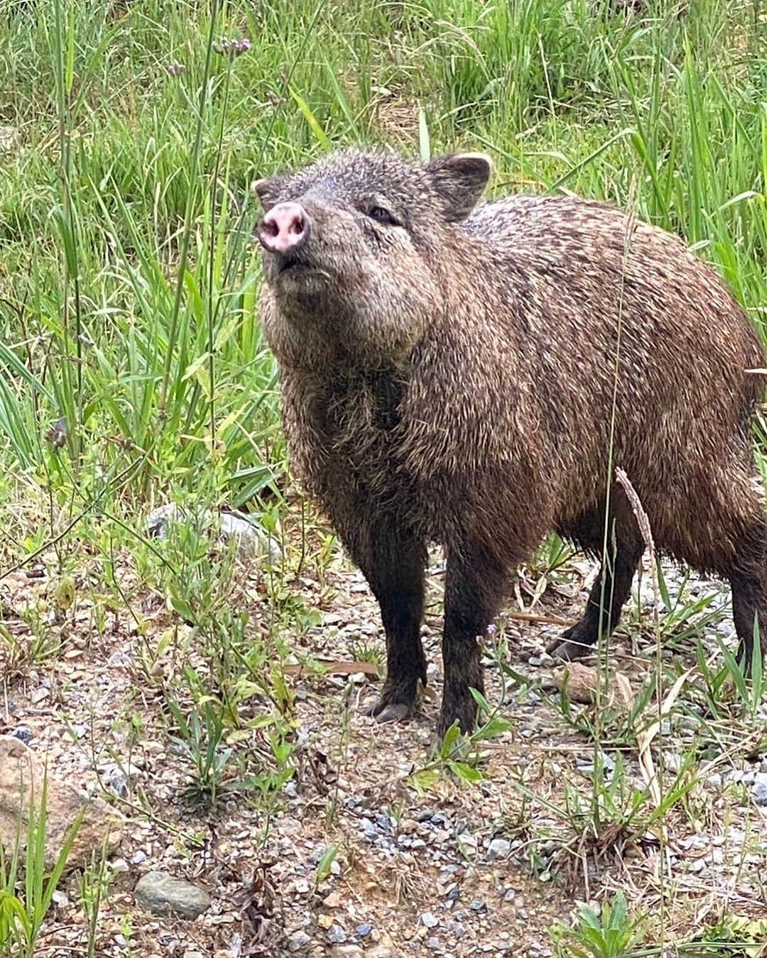 平井まさあきさんのインスタグラム写真 - (平井まさあきInstagram)「ペッカリーという動物」6月30日 15時40分 - hirai.swing