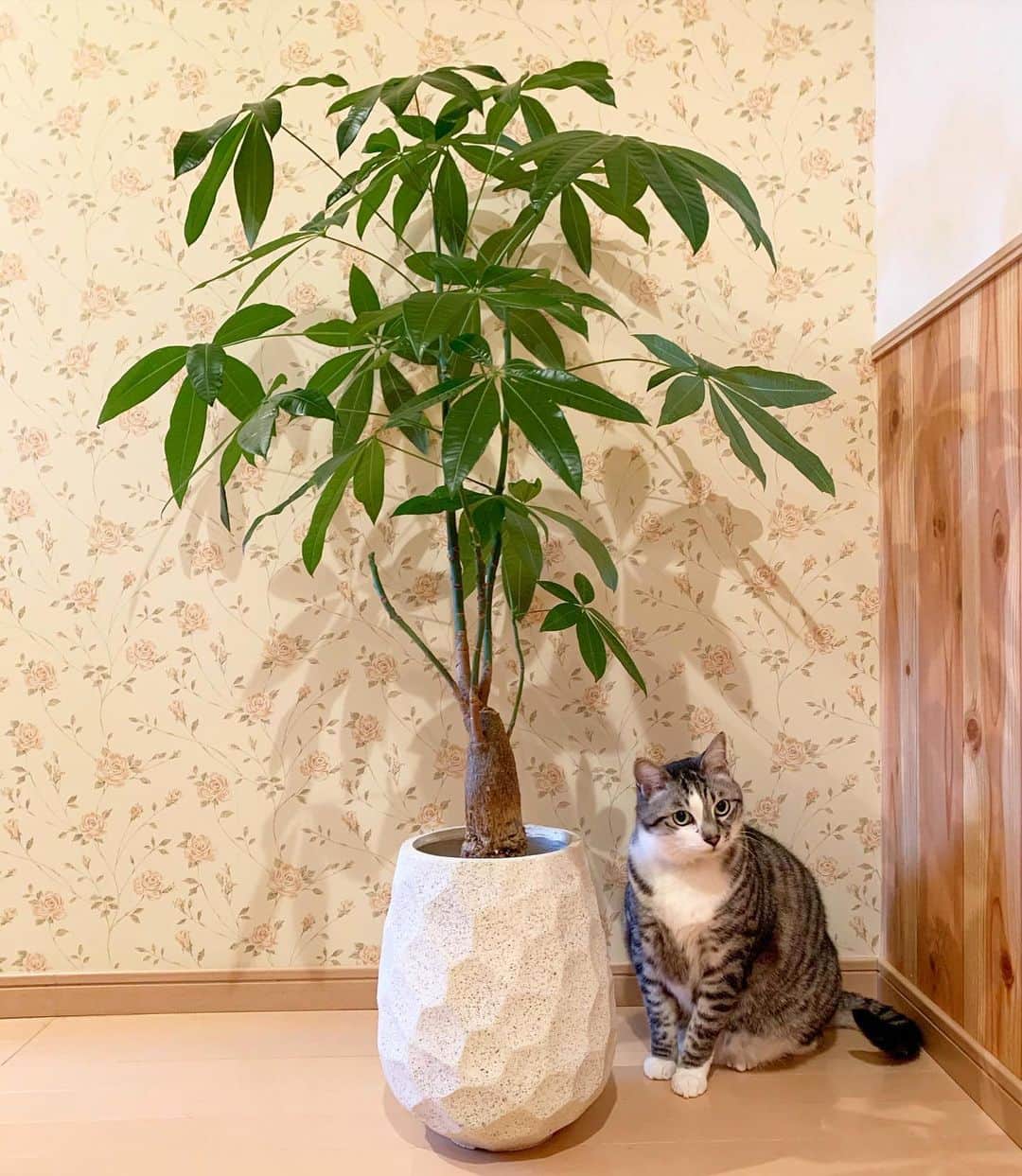 ?りっこ?のインスタグラム：「＊ ＊ 🐈‍⬛ Harutarou 🐈‍⬛  @rie.751  さん♡ お宅 グリーン🪴 ラグ インテリア雑貨 全て 素敵なrieさん♡の 涼しげなパキラ🪴の投稿を拝見して 即 私の😂モサモサになった パキラを剪定しました✂︎  pic①  2021年3月　 @goplantfukuoka  様♡より お迎えし 鉢に植え替えしたばかりの！  pic②  届いたままのパキラ！  pic③  今日 午前に撮ったパキラ！ 液肥を与えたら 葉っぱが大きく 締まりのない感じになって そのまま経過したパキラ🪴  pic④  スッキリ剪定しました✂︎ 職業柄 切りすぎた感もありますが 😅 スッキリしました🪴  🌿🌿🌿🌿🌿🌿🌿🌿🌿🌿🌿🌿 ＊ #pachira  #観葉植物 #パキラ #foliageplant  #インドアグリーン  #cats_of_instagram  #TheDailyKitten  #cats_of_world #balousfriends  #catloversclub  #cat_features #catstocker #themeowlife  #sweetcatstime  #thedailykitten #cats_of_instworld #IGersJP #happypetclub #bestmeow #保護猫 #catsfollowers  #pleasantcats  #catsofday #happycatclub #sweetcatclub #catsnet #instacat_meows #cutieanimalspage #cutecatshow  #thedailykitten ＊ ＊ 🌿🌿🌿🌿🌿🌿🌿🌿🌿🌿🌿🌿」