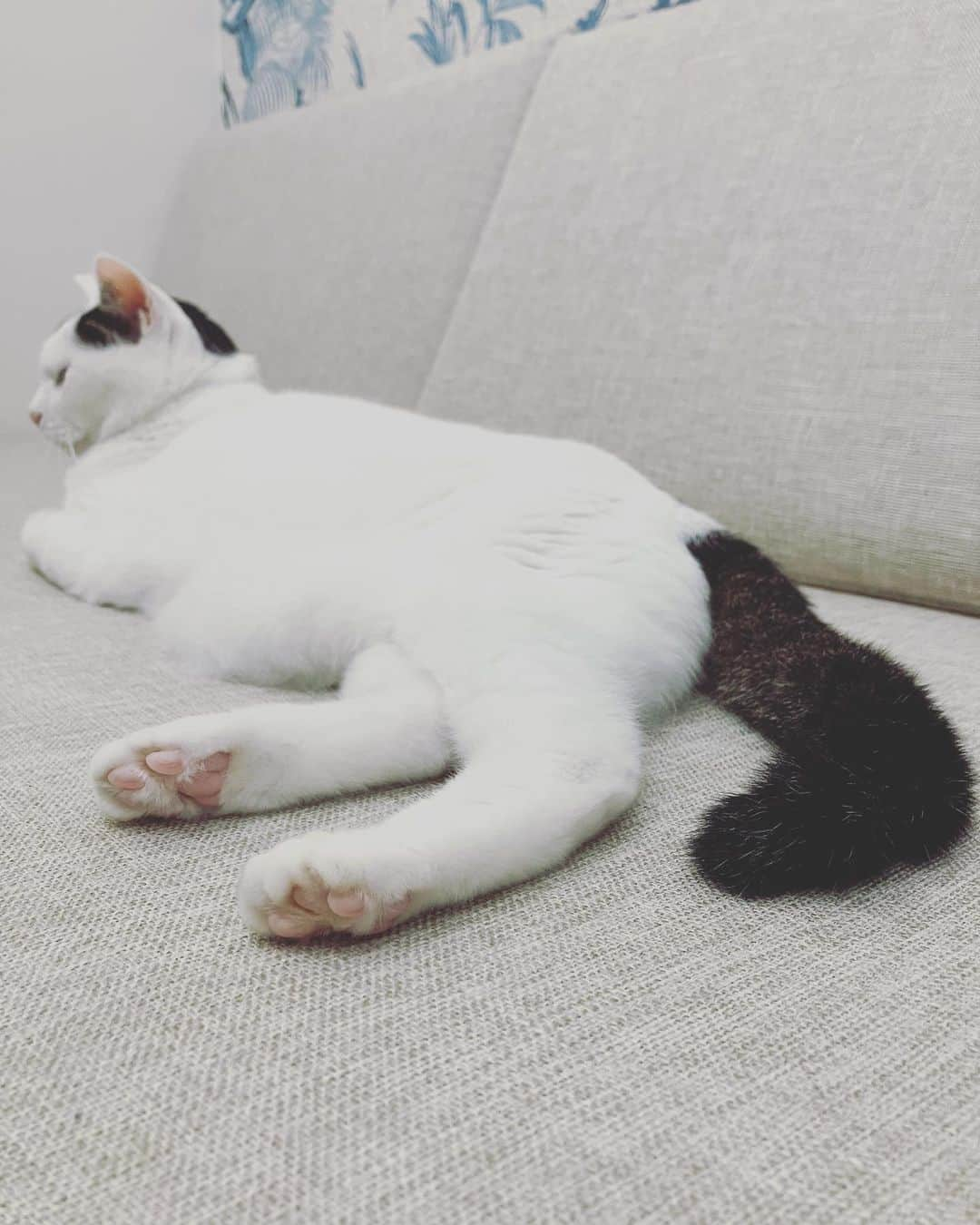 Siznaさんのインスタグラム写真 - (SiznaInstagram)「#dura #cat #づら #猫 #sizna #雑種 #元地域猫 #ヅラ #ヅラ猫 #ヅラ猫部 #にゃんスタグラム #猫変態を増やそうの会 #7月」7月1日 2時22分 - dura0227