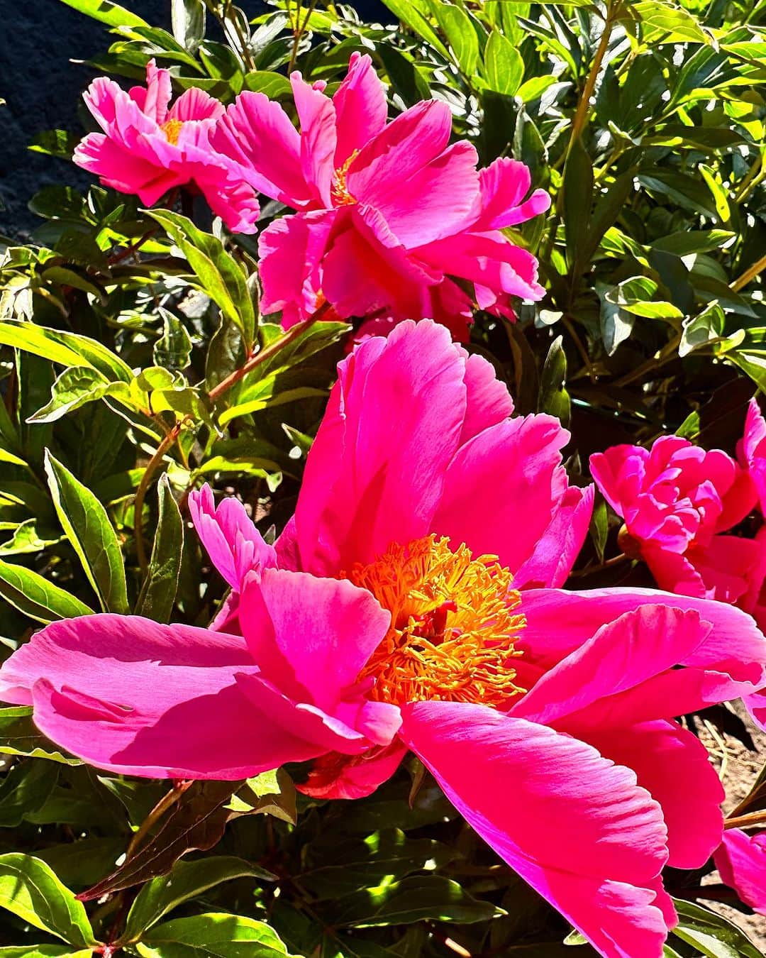 レイチェル・クーさんのインスタグラム写真 - (レイチェル・クーInstagram)「Peony appreciation post 🌸  How stunning are these?! This June, I’ve really been loving this beautiful pink flower. Peonies are notoriously slow growing, but look how rewarding they are when they bloom 😍 Swipe to the end to see them in all their glory!  I was lucky enough to get a bunch for my house as well, so I can enjoy them inside too ✨  Do you have a favourite flower?  #rknews」7月1日 2時41分 - rachelkhooks