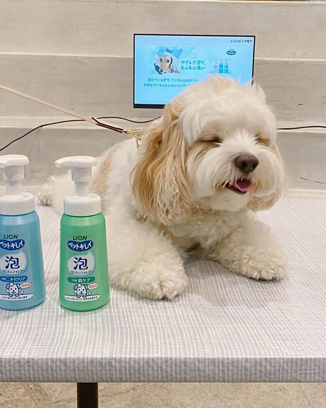 あんちゃんさんのインスタグラム写真 - (あんちゃんInstagram)「シャンプー体験🧴🐶✨  先日行われた 『もふもふ洗いチャレンジ体験会』  あんちゃんと一緒に 参加してまいりました🛁🐾  カメラ向けられ得意気なあんちゃん 可愛くて写真いっぱい撮っちゃった🤭💕  普段のシャンプーは ほとんどプロに任せている我が家。 （２〜３週に一度サロン行ってます）  ただあんちゃんのインスタストーリーを 頻繁にみていただいてる方はご存知の通り…  お散歩での パパとの公園遊びが激しすぎて アンヨどろんこになりがちなあんちゃん🤣🐾  アンヨを家で洗うことが多いのもあり 今回参加を決めました❤️  あんちゃんと一緒にお勉強🐶👩🏻 （５.６枚目写真）  ワンちゃんの皮膚が薄くデリケートなこと。  低刺激性のシャンプーを選ぶだけなく 負担をかけないような洗い方が大切なこと。  ゴシゴシ擦ると皮ふの負担になるので たっぷりの泡でやさしく マッサージするように洗うこと。  シャンプーの原液を直接つけて 毛で泡立てるのではなく （👆これやってしまってた🤦🏻‍♀️💦） 泡立てた泡のほうがいいということ。  などなどなど… 改めてちゃんと学べました☺️  今回使ったシャンプーは ライオンペットさんの 『ペットキレイ 泡リンスインシャンプー』  そう。 泡で出てきてくれるタイプ😳👏✨ 泡だてる必要が無い！！！ 便利！！！！！  しかも思ってたより もっちり泡で ヘタらないのがよかったです🫧  あと！ 何と言っても 泡切れが良くて感動した🥹✨  シャンプーを原液でつけてた時 ちゃんとシャンプー落ちてるか心配で 何度も流してたけど… これ本当サラッと流れる😳🚿✨✨  そしてキツくない 優しい爽やかな良い香り🤍🫧  使いやすさも 使い心地も良かったです🥰  あんちゃんもご満悦🐶❤️  この時の様子は 「いぬのきもちWEB magazine」で 7月頃に公開されるそうです✨  あんちゃん可愛く写ってるかな🤭？ （私も少しはマシに写ってると良いな…🙂笑）  ちなみに ７枚目が体験中のあんちゃんです🐶🫧  大人しくされるがままで お利口さんでした🤣🤣  「何だ何だ？？ 何されるんだオレ🙁」  って困惑してる顔で可愛い。笑  終わったあとは フォトスポットでニコニコショット🐶🎶 （最後の写真）  楽しかったみたいで とってもご機嫌でした🤭❤️  記事が公開されたら またお知らせしますねーっ🌼  #PR #もふもふ洗いチャレンジ体験会 #もふもふ洗いチャレンジ #もふもふ洗い #ライオンペット #ペットキレイ #いぬのきもち #キャバションあんちゃん #あんちゃん #キャバション」6月30日 18時30分 - anchan_0115_andy