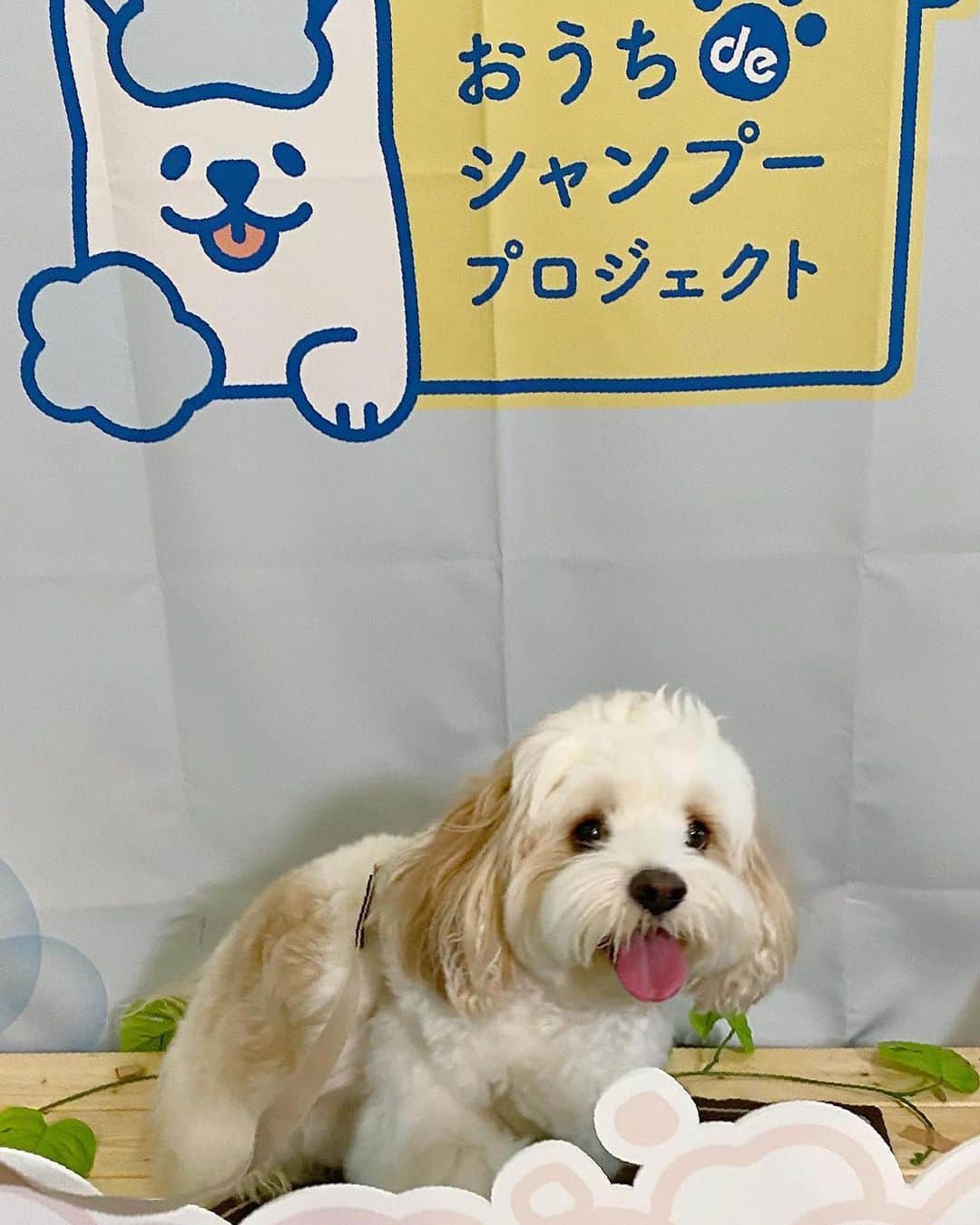 あんちゃんさんのインスタグラム写真 - (あんちゃんInstagram)「シャンプー体験🧴🐶✨  先日行われた 『もふもふ洗いチャレンジ体験会』  あんちゃんと一緒に 参加してまいりました🛁🐾  カメラ向けられ得意気なあんちゃん 可愛くて写真いっぱい撮っちゃった🤭💕  普段のシャンプーは ほとんどプロに任せている我が家。 （２〜３週に一度サロン行ってます）  ただあんちゃんのインスタストーリーを 頻繁にみていただいてる方はご存知の通り…  お散歩での パパとの公園遊びが激しすぎて アンヨどろんこになりがちなあんちゃん🤣🐾  アンヨを家で洗うことが多いのもあり 今回参加を決めました❤️  あんちゃんと一緒にお勉強🐶👩🏻 （５.６枚目写真）  ワンちゃんの皮膚が薄くデリケートなこと。  低刺激性のシャンプーを選ぶだけなく 負担をかけないような洗い方が大切なこと。  ゴシゴシ擦ると皮ふの負担になるので たっぷりの泡でやさしく マッサージするように洗うこと。  シャンプーの原液を直接つけて 毛で泡立てるのではなく （👆これやってしまってた🤦🏻‍♀️💦） 泡立てた泡のほうがいいということ。  などなどなど… 改めてちゃんと学べました☺️  今回使ったシャンプーは ライオンペットさんの 『ペットキレイ 泡リンスインシャンプー』  そう。 泡で出てきてくれるタイプ😳👏✨ 泡だてる必要が無い！！！ 便利！！！！！  しかも思ってたより もっちり泡で ヘタらないのがよかったです🫧  あと！ 何と言っても 泡切れが良くて感動した🥹✨  シャンプーを原液でつけてた時 ちゃんとシャンプー落ちてるか心配で 何度も流してたけど… これ本当サラッと流れる😳🚿✨✨  そしてキツくない 優しい爽やかな良い香り🤍🫧  使いやすさも 使い心地も良かったです🥰  あんちゃんもご満悦🐶❤️  この時の様子は 「いぬのきもちWEB magazine」で 7月頃に公開されるそうです✨  あんちゃん可愛く写ってるかな🤭？ （私も少しはマシに写ってると良いな…🙂笑）  ちなみに ７枚目が体験中のあんちゃんです🐶🫧  大人しくされるがままで お利口さんでした🤣🤣  「何だ何だ？？ 何されるんだオレ🙁」  って困惑してる顔で可愛い。笑  終わったあとは フォトスポットでニコニコショット🐶🎶 （最後の写真）  楽しかったみたいで とってもご機嫌でした🤭❤️  記事が公開されたら またお知らせしますねーっ🌼  #PR #もふもふ洗いチャレンジ体験会 #もふもふ洗いチャレンジ #もふもふ洗い #ライオンペット #ペットキレイ #いぬのきもち #キャバションあんちゃん #あんちゃん #キャバション」6月30日 18時30分 - anchan_0115_andy