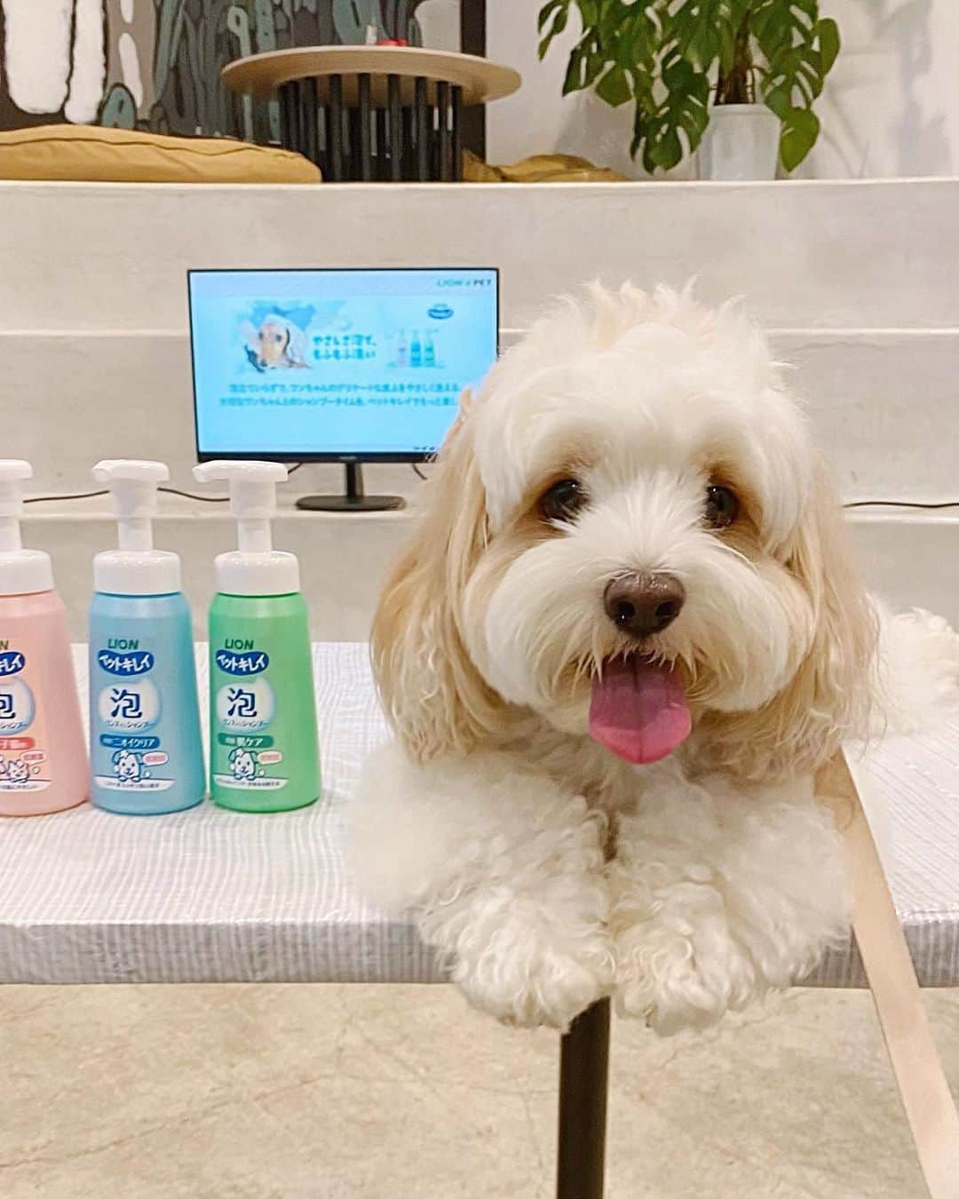あんちゃんさんのインスタグラム写真 - (あんちゃんInstagram)「シャンプー体験🧴🐶✨  先日行われた 『もふもふ洗いチャレンジ体験会』  あんちゃんと一緒に 参加してまいりました🛁🐾  カメラ向けられ得意気なあんちゃん 可愛くて写真いっぱい撮っちゃった🤭💕  普段のシャンプーは ほとんどプロに任せている我が家。 （２〜３週に一度サロン行ってます）  ただあんちゃんのインスタストーリーを 頻繁にみていただいてる方はご存知の通り…  お散歩での パパとの公園遊びが激しすぎて アンヨどろんこになりがちなあんちゃん🤣🐾  アンヨを家で洗うことが多いのもあり 今回参加を決めました❤️  あんちゃんと一緒にお勉強🐶👩🏻 （５.６枚目写真）  ワンちゃんの皮膚が薄くデリケートなこと。  低刺激性のシャンプーを選ぶだけなく 負担をかけないような洗い方が大切なこと。  ゴシゴシ擦ると皮ふの負担になるので たっぷりの泡でやさしく マッサージするように洗うこと。  シャンプーの原液を直接つけて 毛で泡立てるのではなく （👆これやってしまってた🤦🏻‍♀️💦） 泡立てた泡のほうがいいということ。  などなどなど… 改めてちゃんと学べました☺️  今回使ったシャンプーは ライオンペットさんの 『ペットキレイ 泡リンスインシャンプー』  そう。 泡で出てきてくれるタイプ😳👏✨ 泡だてる必要が無い！！！ 便利！！！！！  しかも思ってたより もっちり泡で ヘタらないのがよかったです🫧  あと！ 何と言っても 泡切れが良くて感動した🥹✨  シャンプーを原液でつけてた時 ちゃんとシャンプー落ちてるか心配で 何度も流してたけど… これ本当サラッと流れる😳🚿✨✨  そしてキツくない 優しい爽やかな良い香り🤍🫧  使いやすさも 使い心地も良かったです🥰  あんちゃんもご満悦🐶❤️  この時の様子は 「いぬのきもちWEB magazine」で 7月頃に公開されるそうです✨  あんちゃん可愛く写ってるかな🤭？ （私も少しはマシに写ってると良いな…🙂笑）  ちなみに ７枚目が体験中のあんちゃんです🐶🫧  大人しくされるがままで お利口さんでした🤣🤣  「何だ何だ？？ 何されるんだオレ🙁」  って困惑してる顔で可愛い。笑  終わったあとは フォトスポットでニコニコショット🐶🎶 （最後の写真）  楽しかったみたいで とってもご機嫌でした🤭❤️  記事が公開されたら またお知らせしますねーっ🌼  #PR #もふもふ洗いチャレンジ体験会 #もふもふ洗いチャレンジ #もふもふ洗い #ライオンペット #ペットキレイ #いぬのきもち #キャバションあんちゃん #あんちゃん #キャバション」6月30日 18時30分 - anchan_0115_andy