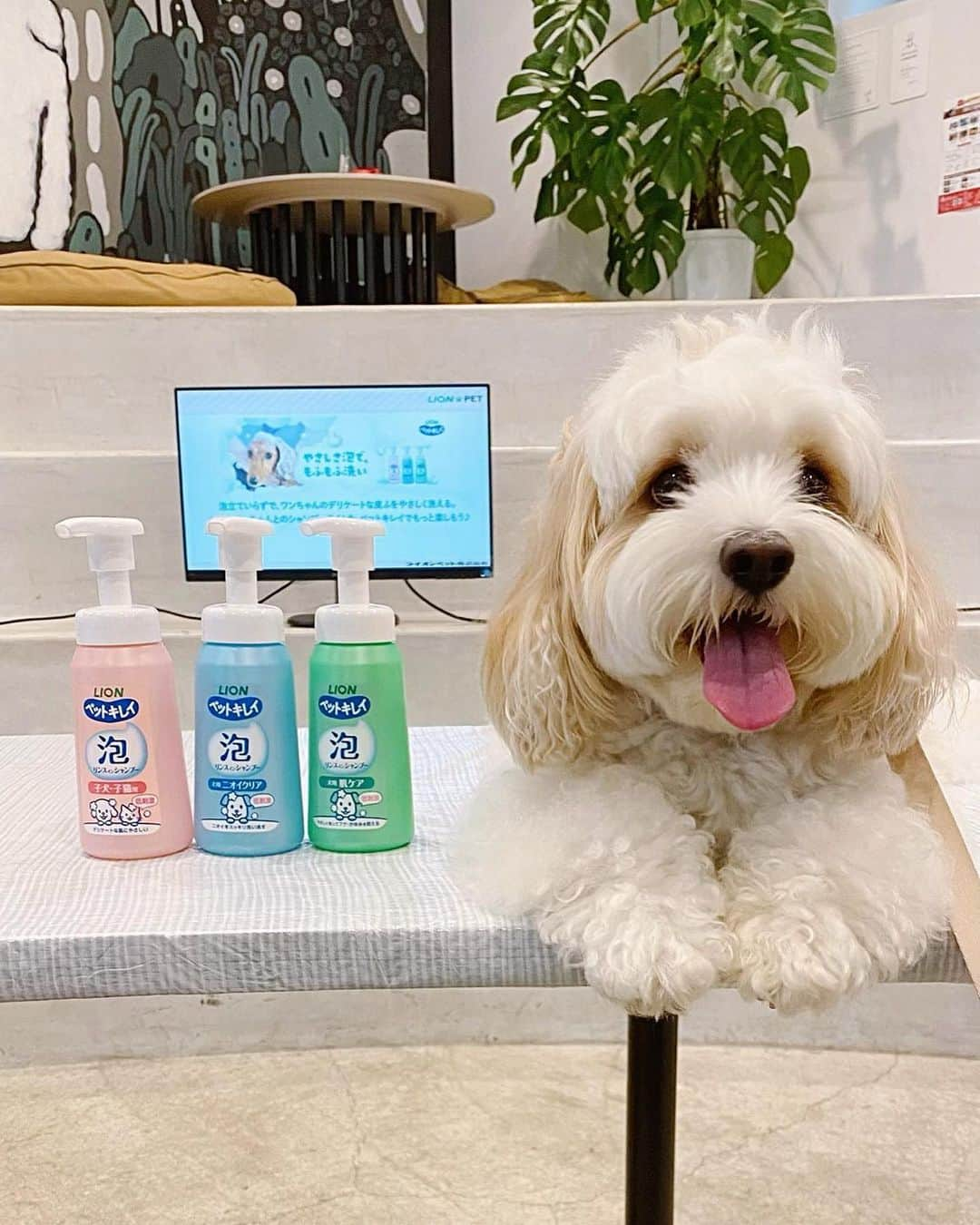 あんちゃんさんのインスタグラム写真 - (あんちゃんInstagram)「シャンプー体験🧴🐶✨  先日行われた 『もふもふ洗いチャレンジ体験会』  あんちゃんと一緒に 参加してまいりました🛁🐾  カメラ向けられ得意気なあんちゃん 可愛くて写真いっぱい撮っちゃった🤭💕  普段のシャンプーは ほとんどプロに任せている我が家。 （２〜３週に一度サロン行ってます）  ただあんちゃんのインスタストーリーを 頻繁にみていただいてる方はご存知の通り…  お散歩での パパとの公園遊びが激しすぎて アンヨどろんこになりがちなあんちゃん🤣🐾  アンヨを家で洗うことが多いのもあり 今回参加を決めました❤️  あんちゃんと一緒にお勉強🐶👩🏻 （５.６枚目写真）  ワンちゃんの皮膚が薄くデリケートなこと。  低刺激性のシャンプーを選ぶだけなく 負担をかけないような洗い方が大切なこと。  ゴシゴシ擦ると皮ふの負担になるので たっぷりの泡でやさしく マッサージするように洗うこと。  シャンプーの原液を直接つけて 毛で泡立てるのではなく （👆これやってしまってた🤦🏻‍♀️💦） 泡立てた泡のほうがいいということ。  などなどなど… 改めてちゃんと学べました☺️  今回使ったシャンプーは ライオンペットさんの 『ペットキレイ 泡リンスインシャンプー』  そう。 泡で出てきてくれるタイプ😳👏✨ 泡だてる必要が無い！！！ 便利！！！！！  しかも思ってたより もっちり泡で ヘタらないのがよかったです🫧  あと！ 何と言っても 泡切れが良くて感動した🥹✨  シャンプーを原液でつけてた時 ちゃんとシャンプー落ちてるか心配で 何度も流してたけど… これ本当サラッと流れる😳🚿✨✨  そしてキツくない 優しい爽やかな良い香り🤍🫧  使いやすさも 使い心地も良かったです🥰  あんちゃんもご満悦🐶❤️  この時の様子は 「いぬのきもちWEB magazine」で 7月頃に公開されるそうです✨  あんちゃん可愛く写ってるかな🤭？ （私も少しはマシに写ってると良いな…🙂笑）  ちなみに ７枚目が体験中のあんちゃんです🐶🫧  大人しくされるがままで お利口さんでした🤣🤣  「何だ何だ？？ 何されるんだオレ🙁」  って困惑してる顔で可愛い。笑  終わったあとは フォトスポットでニコニコショット🐶🎶 （最後の写真）  楽しかったみたいで とってもご機嫌でした🤭❤️  記事が公開されたら またお知らせしますねーっ🌼  #PR #もふもふ洗いチャレンジ体験会 #もふもふ洗いチャレンジ #もふもふ洗い #ライオンペット #ペットキレイ #いぬのきもち #キャバションあんちゃん #あんちゃん #キャバション」6月30日 18時30分 - anchan_0115_andy