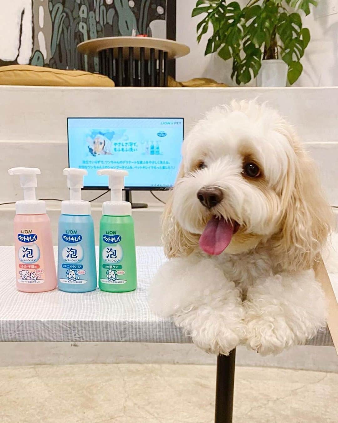 あんちゃんさんのインスタグラム写真 - (あんちゃんInstagram)「シャンプー体験🧴🐶✨  先日行われた 『もふもふ洗いチャレンジ体験会』  あんちゃんと一緒に 参加してまいりました🛁🐾  カメラ向けられ得意気なあんちゃん 可愛くて写真いっぱい撮っちゃった🤭💕  普段のシャンプーは ほとんどプロに任せている我が家。 （２〜３週に一度サロン行ってます）  ただあんちゃんのインスタストーリーを 頻繁にみていただいてる方はご存知の通り…  お散歩での パパとの公園遊びが激しすぎて アンヨどろんこになりがちなあんちゃん🤣🐾  アンヨを家で洗うことが多いのもあり 今回参加を決めました❤️  あんちゃんと一緒にお勉強🐶👩🏻 （５.６枚目写真）  ワンちゃんの皮膚が薄くデリケートなこと。  低刺激性のシャンプーを選ぶだけなく 負担をかけないような洗い方が大切なこと。  ゴシゴシ擦ると皮ふの負担になるので たっぷりの泡でやさしく マッサージするように洗うこと。  シャンプーの原液を直接つけて 毛で泡立てるのではなく （👆これやってしまってた🤦🏻‍♀️💦） 泡立てた泡のほうがいいということ。  などなどなど… 改めてちゃんと学べました☺️  今回使ったシャンプーは ライオンペットさんの 『ペットキレイ 泡リンスインシャンプー』  そう。 泡で出てきてくれるタイプ😳👏✨ 泡だてる必要が無い！！！ 便利！！！！！  しかも思ってたより もっちり泡で ヘタらないのがよかったです🫧  あと！ 何と言っても 泡切れが良くて感動した🥹✨  シャンプーを原液でつけてた時 ちゃんとシャンプー落ちてるか心配で 何度も流してたけど… これ本当サラッと流れる😳🚿✨✨  そしてキツくない 優しい爽やかな良い香り🤍🫧  使いやすさも 使い心地も良かったです🥰  あんちゃんもご満悦🐶❤️  この時の様子は 「いぬのきもちWEB magazine」で 7月頃に公開されるそうです✨  あんちゃん可愛く写ってるかな🤭？ （私も少しはマシに写ってると良いな…🙂笑）  ちなみに ７枚目が体験中のあんちゃんです🐶🫧  大人しくされるがままで お利口さんでした🤣🤣  「何だ何だ？？ 何されるんだオレ🙁」  って困惑してる顔で可愛い。笑  終わったあとは フォトスポットでニコニコショット🐶🎶 （最後の写真）  楽しかったみたいで とってもご機嫌でした🤭❤️  記事が公開されたら またお知らせしますねーっ🌼  #PR #もふもふ洗いチャレンジ体験会 #もふもふ洗いチャレンジ #もふもふ洗い #ライオンペット #ペットキレイ #いぬのきもち #キャバションあんちゃん #あんちゃん #キャバション」6月30日 18時30分 - anchan_0115_andy