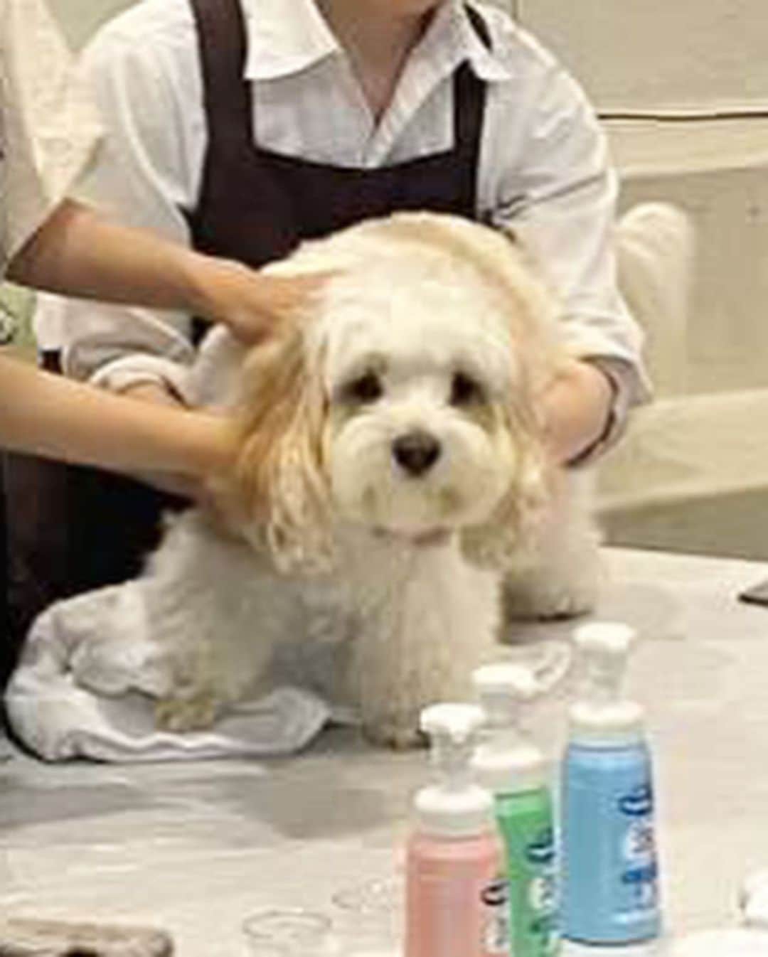 あんちゃんさんのインスタグラム写真 - (あんちゃんInstagram)「シャンプー体験🧴🐶✨  先日行われた 『もふもふ洗いチャレンジ体験会』  あんちゃんと一緒に 参加してまいりました🛁🐾  カメラ向けられ得意気なあんちゃん 可愛くて写真いっぱい撮っちゃった🤭💕  普段のシャンプーは ほとんどプロに任せている我が家。 （２〜３週に一度サロン行ってます）  ただあんちゃんのインスタストーリーを 頻繁にみていただいてる方はご存知の通り…  お散歩での パパとの公園遊びが激しすぎて アンヨどろんこになりがちなあんちゃん🤣🐾  アンヨを家で洗うことが多いのもあり 今回参加を決めました❤️  あんちゃんと一緒にお勉強🐶👩🏻 （５.６枚目写真）  ワンちゃんの皮膚が薄くデリケートなこと。  低刺激性のシャンプーを選ぶだけなく 負担をかけないような洗い方が大切なこと。  ゴシゴシ擦ると皮ふの負担になるので たっぷりの泡でやさしく マッサージするように洗うこと。  シャンプーの原液を直接つけて 毛で泡立てるのではなく （👆これやってしまってた🤦🏻‍♀️💦） 泡立てた泡のほうがいいということ。  などなどなど… 改めてちゃんと学べました☺️  今回使ったシャンプーは ライオンペットさんの 『ペットキレイ 泡リンスインシャンプー』  そう。 泡で出てきてくれるタイプ😳👏✨ 泡だてる必要が無い！！！ 便利！！！！！  しかも思ってたより もっちり泡で ヘタらないのがよかったです🫧  あと！ 何と言っても 泡切れが良くて感動した🥹✨  シャンプーを原液でつけてた時 ちゃんとシャンプー落ちてるか心配で 何度も流してたけど… これ本当サラッと流れる😳🚿✨✨  そしてキツくない 優しい爽やかな良い香り🤍🫧  使いやすさも 使い心地も良かったです🥰  あんちゃんもご満悦🐶❤️  この時の様子は 「いぬのきもちWEB magazine」で 7月頃に公開されるそうです✨  あんちゃん可愛く写ってるかな🤭？ （私も少しはマシに写ってると良いな…🙂笑）  ちなみに ７枚目が体験中のあんちゃんです🐶🫧  大人しくされるがままで お利口さんでした🤣🤣  「何だ何だ？？ 何されるんだオレ🙁」  って困惑してる顔で可愛い。笑  終わったあとは フォトスポットでニコニコショット🐶🎶 （最後の写真）  楽しかったみたいで とってもご機嫌でした🤭❤️  記事が公開されたら またお知らせしますねーっ🌼  #PR #もふもふ洗いチャレンジ体験会 #もふもふ洗いチャレンジ #もふもふ洗い #ライオンペット #ペットキレイ #いぬのきもち #キャバションあんちゃん #あんちゃん #キャバション」6月30日 18時30分 - anchan_0115_andy