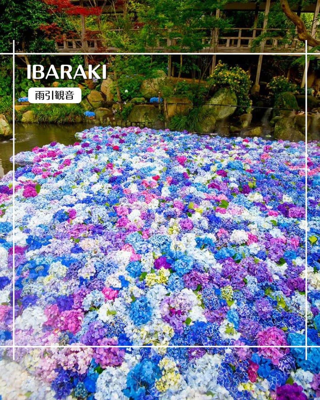 エイチ・アイ・エスのインスタグラム：「＼美しい紫陽花の水中華💠／  今日は関東の有名な紫陽花スポットをご紹介します💙  水に浮かぶ紫陽花が美しい、茨城県の雨引観音。 あじさいが浮かんでいる水中華も素晴らしいですが、あじさいを活かした装飾も見所のひとつ✨  ぜひ、2枚目以降もチェックしてみてくださいね🧡  今年の水中華は、7月9日(日)まで楽しめるそうです🥰  …………………………………………………………… 📍  #雨引観音  📸 @kam_kam_2020 さん  美しい紫陽花が咲き誇る雨引観音。 池に浮かぶカラフルな紫陽花「水中華」は一見の価値ありです。 境内にはアヒルや孔雀、ヤギもいて楽しめますよ！ ……………………………………………………………  旅先探しのヒントは こちらをチェック▶︎▶︎▶︎ @his_japan  —————— 📷旅のお写真募集中✈️ ——————  皆さんの旅の思い出は、@his_japan OR #his_japan2023 を付けてシェアしてください🙌 過去PICもOKです❗️  集まったお写真は、HISのSNSやオウンドメディアでご紹介🙆‍♀️  #旅の思い出 #国内旅行  #茨城インスタ映え #茨城おすすめ #紫陽花の季節 #紫陽花の名所 #水中華  #次の旅先リスト #旅行好きな人と繋がりたい #写真好きな人と繋がりたい #旅したくなるフォト #旅スタグラム #インスタトラベル #女子旅 #ひとり旅 #カップル旅 #家族旅行  #instatravel #instapassport #photooftheday #instaphotography #worldtravelpics #worldtraveler #japantravelphoto #ibarakistagram #hydrangea #amabikikannon」