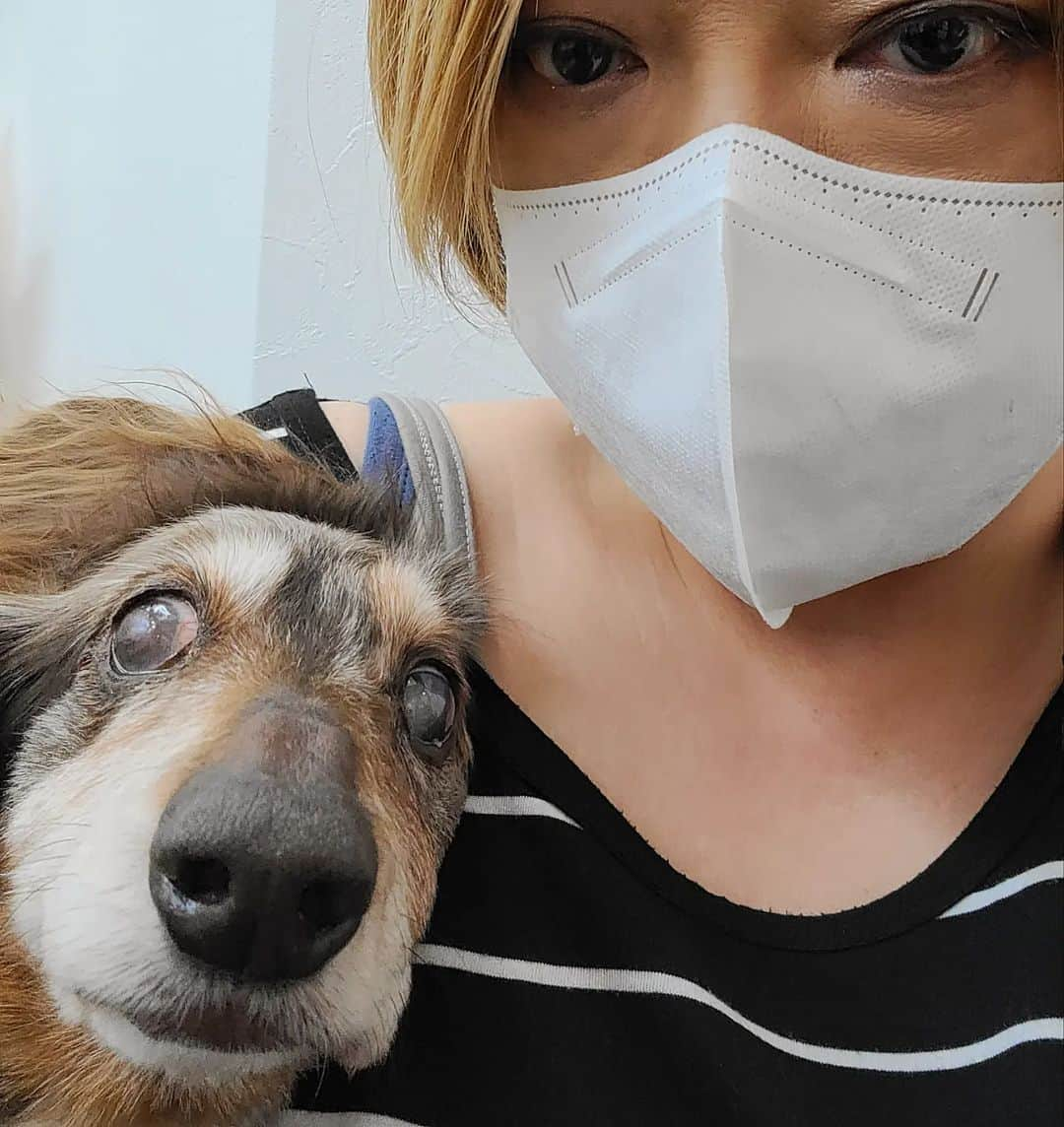 Erikaさんのインスタグラム写真 - (ErikaInstagram)「動物病院で挙動不審なホッピーの図。 なんちゅ〜顔してんだか😅 . . . @erika__1110 かーちゃん別アカウント 🌿とか🍶とかね。 . #犬の車椅子 #車椅子犬 #18歳 #全盲犬 . ・････━━━━━━━━━━━････・ #ダックスフンド #ダックス #ミニチュアダックス #チョコダップル #dachshund #dachs #dog #dogstagram  #instadog #高齢犬 #一人と一匹 #お留守番犬 #留守番犬 #dogwheelchair #失明犬 #お留守番犬ホッピーの日々 #老犬 #シニア犬 #老犬との生活 #老犬ダックス #犬と暮らす #老犬との暮らし #クッシング症候群 #クーピーちゃん #ハイシニア犬 ・････━━━━━━━━━━━････」6月30日 18時45分 - erika_hoppy