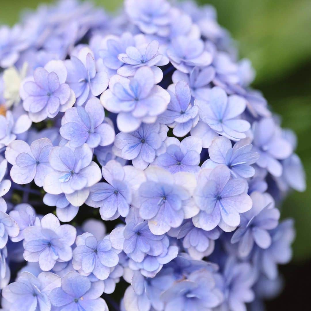kiccyomuのインスタグラム：「☁️ 2023.06.30 Fri #鎌倉 の #長谷寺  綺麗な #紫陽花 💜 色も花びらも華やか綺麗📸 人が多かったけど、 行って良かった😀  今日で6月が終わり 今年も前半終了ですね 明日から7月 後半もよろしく🤗  location #神奈川 ❣️ 📷撮影 2023年6月21日」