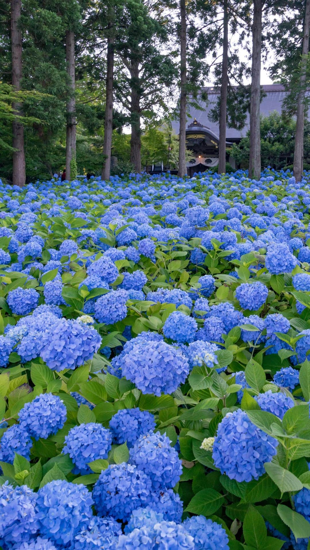 詩歩のインスタグラム：「📷 19th June 2023 📍 秋田県 アジサイ寺 雲昌寺 / Unsho-ji temple, Akita Japan  Unshoji Temple has beautiful blue hydrangeas, rare in Japan, all of which are the same color. This week is the best season for the hydrangea flowers, which the deputy priest has increased from just one plant by himself! The temple will be open until July 17, and will be illuminated at night.  秋田県の他の写真はこのタグでまとめています / Posts of this area can be found in this tag.→ #shiho_akita   すべて同じ色で統一された #雲昌寺 ブルーのアジサイ。副住職の古仲さんがたった1株から増やしていった花々は、きっと今頃が見頃のピーク！7月17日まで、夜はライトアップも開催されているからぜひ遊びにきてね👹サムネイル画像は2017年7月9日に訪れたときの写真です ☺  ©︎Shiho/詩歩」