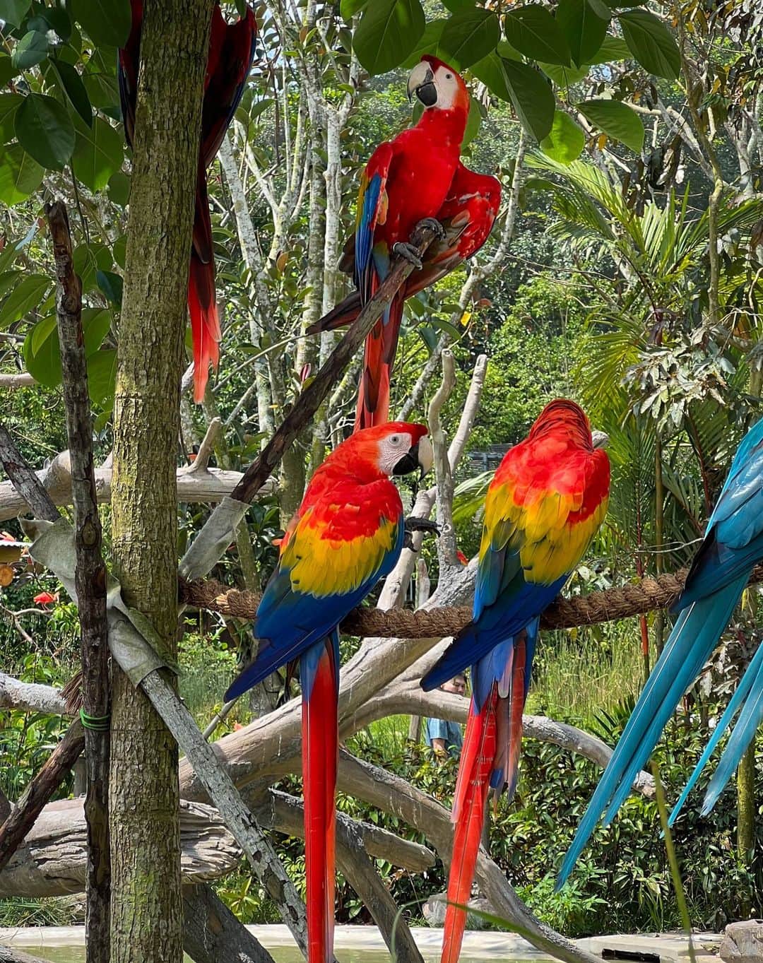 リー・シェンロンのインスタグラム：「Enjoyed my visit to Bird Paradise, our new bird park in Mandai, yesterday! 🦜🦩🦅  The iconic Jurong Bird Park closed its doors at the beginning of this year after more than five decades of delighting visitors, both local and foreign. In a massive relocation exercise, its 3,500 birds across 400 species were carefully moved to their new home in Mandai.   The relocation is part of our plan to develop Mandai into a nature and wildlife destination for all to enjoy. Bird Paradise joins the existing Zoo, Night Safari and River Wonders in this area. Upcoming attractions include a rainforest park, an eco-friendly resort and more public parks and landscaped spaces with boardwalks, walking trails and streams.  If you haven’t visited Bird Paradise, bring your family and friends to the park, and experience the charm of these beautiful feathered friends! – LHL  @mandaiwildlifereserve #MandaiWildlifeReserve #BirdParadise  (Photos by me)」
