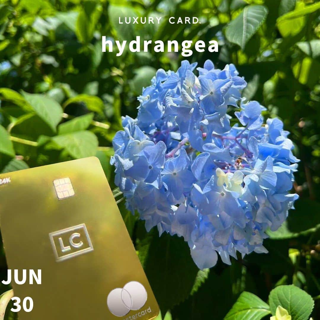 Luxury Card Japanさんのインスタグラム写真 - (Luxury Card JapanInstagram)「【”hydrangea”は日本語で”紫陽花”】  6月最後の投稿は紫陽花×LCカードです！紫陽花とカードの素敵な写真で癒されましょう😊  道端に咲く紫陽花、公園の紫陽花、偶然出会った紫陽花など、カードと一緒にパシャりしてみてくださいね📸  ▶ラグジュアリーカードについてもっと知りたい方は @luxurycardjapan のプロフィールリンクからご覧いただけます。 期間限定優待やトラベル・ダイニング・ライフスタイル優待を毎日更新中！  #紫陽花 #アジサイ #あじさい #紫陽花の季節  #アジサイの花  #梅雨 #梅雨入り #梅雨明け  #hydrangea  #hydrangeas  #青色のアジサイ  #紫色のアジサイ  #ピンクのアジサイ  #赤色のアジサイ  #花 #花言葉 #紫陽花写真  #アジサイ写真  #紫陽花ポートレート  #アジサイポートレート  #ラグジュアリーカード」6月30日 19時16分 - luxurycardjapan