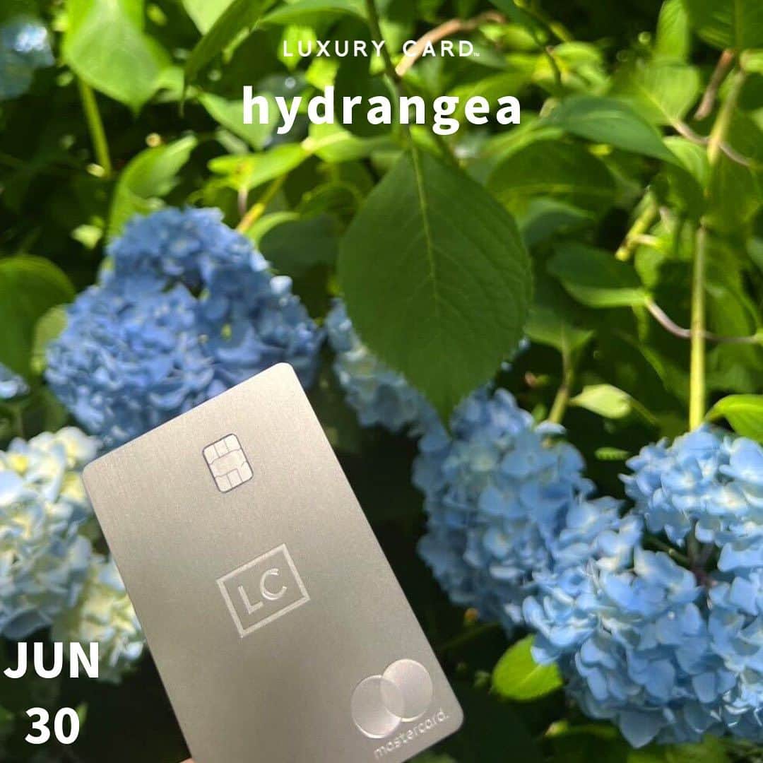 Luxury Card Japanさんのインスタグラム写真 - (Luxury Card JapanInstagram)「【”hydrangea”は日本語で”紫陽花”】  6月最後の投稿は紫陽花×LCカードです！紫陽花とカードの素敵な写真で癒されましょう😊  道端に咲く紫陽花、公園の紫陽花、偶然出会った紫陽花など、カードと一緒にパシャりしてみてくださいね📸  ▶ラグジュアリーカードについてもっと知りたい方は @luxurycardjapan のプロフィールリンクからご覧いただけます。 期間限定優待やトラベル・ダイニング・ライフスタイル優待を毎日更新中！  #紫陽花 #アジサイ #あじさい #紫陽花の季節  #アジサイの花  #梅雨 #梅雨入り #梅雨明け  #hydrangea  #hydrangeas  #青色のアジサイ  #紫色のアジサイ  #ピンクのアジサイ  #赤色のアジサイ  #花 #花言葉 #紫陽花写真  #アジサイ写真  #紫陽花ポートレート  #アジサイポートレート  #ラグジュアリーカード」6月30日 19時16分 - luxurycardjapan