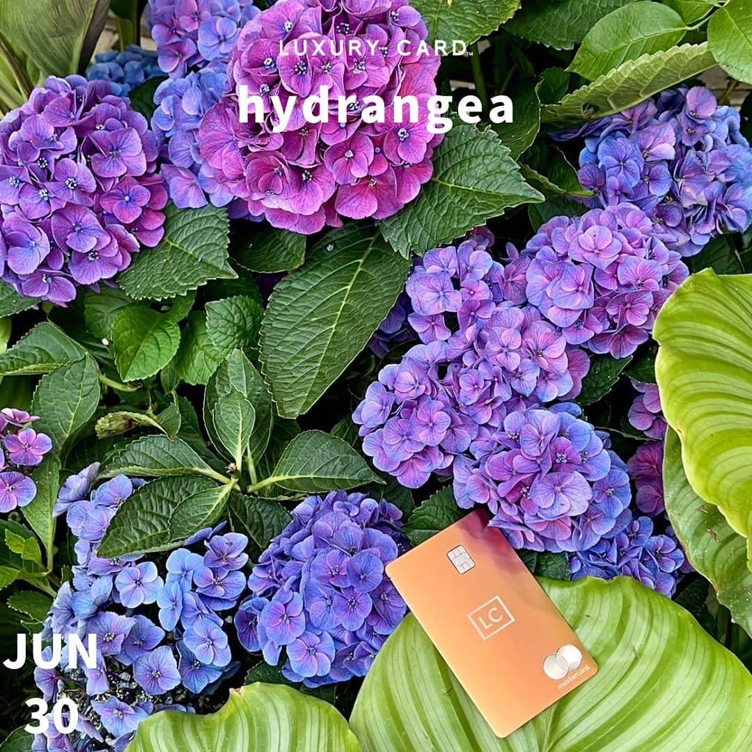 Luxury Card Japanさんのインスタグラム写真 - (Luxury Card JapanInstagram)「【”hydrangea”は日本語で”紫陽花”】  6月最後の投稿は紫陽花×LCカードです！紫陽花とカードの素敵な写真で癒されましょう😊  道端に咲く紫陽花、公園の紫陽花、偶然出会った紫陽花など、カードと一緒にパシャりしてみてくださいね📸  ▶ラグジュアリーカードについてもっと知りたい方は @luxurycardjapan のプロフィールリンクからご覧いただけます。 期間限定優待やトラベル・ダイニング・ライフスタイル優待を毎日更新中！  #紫陽花 #アジサイ #あじさい #紫陽花の季節  #アジサイの花  #梅雨 #梅雨入り #梅雨明け  #hydrangea  #hydrangeas  #青色のアジサイ  #紫色のアジサイ  #ピンクのアジサイ  #赤色のアジサイ  #花 #花言葉 #紫陽花写真  #アジサイ写真  #紫陽花ポートレート  #アジサイポートレート  #ラグジュアリーカード」6月30日 19時16分 - luxurycardjapan