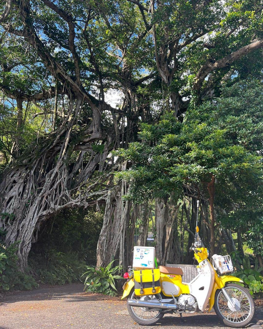 金田彩奈さんのインスタグラム写真 - (金田彩奈Instagram)「🌳  屋久島の天気が恋しい🥺💓  #バイク #バイク女子 #日本一周 #日本一周バイク旅 #屋久島 #中間ガジュマル #バイク乗り #バイクのある生活 #バイクのある風景 #バイク好き #バイクが好きだ #バイク好きな人と繋がりたい #バイク乗りと繋がりたい #バイク旅 #バイクツーリング #バイクライフ #バイクが好きだ #カブ #スーパーカブ #cub #supercub #cb400 #gsxs1000gt #bike #bikelife #biker #bikegirl #motercycle #bikeweek #bikewear #japantrip」6月30日 19時11分 - ayn120