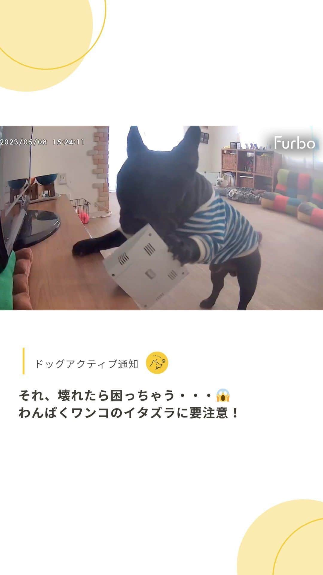 Furbo ドッグカメラのインスタグラム