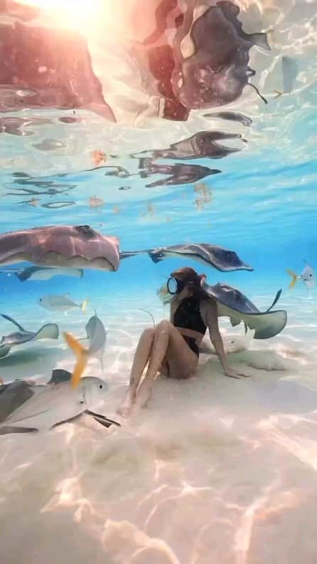 Padgramのインスタグラム：「The way this stingray came towards the camera… 🤩 Who’d wanna do this? 👀 Have you visited French Polynesia yet? 🇵🇫  📍 Moorea, French Polynesia 🇵🇫 🎥 @danhlegend w/ @lisa.krauely  #pgdaily #pgstar#pgcounty #sea #planetgo#planet #planetearth #amazing #awesome #nature #frenchpolynesia」