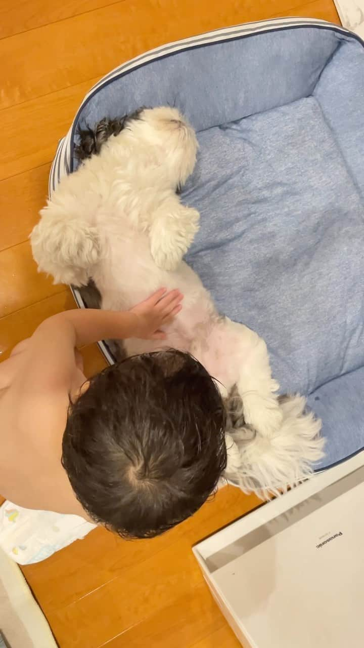 いくらのインスタグラム：「👶🐶 When I was sleeping comfortably... ・ 次男坊とお風呂から上がったら… ・ 爆睡している🐶を発見…💤 ・ 気持ち良さそうに寝ていたけど次男坊に絡まれたのでフェイドアウト…🤭 ・ えっ👀？ ・ 次男坊、オムツ履いていないんじゃないかって🙃？ ・ 安心してください🖐️ 穿いてませんよ🤪 ・ ・ #犬と子供 #shizthu #シーズー #dogsofinstagram #dog #shihtzu #犬 #shizthulovers #cute #シーズー犬 #犬のいる暮らし #シーズー男の子 #dogstagram #シーズー大好き #いぬすたぐらむ #シーズー大好き部 #わんすたぐらむ #愛犬 #ふわもこ部 #shihtzugram #いぬバカ部 #cutedogs #shihtzulovers #baby  #犬の動画 #動画」