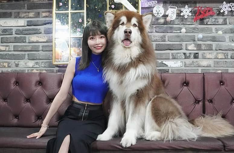 三好ユウさんのインスタグラム写真 - (三好ユウInstagram)「弘大のサモエドカフェ🇰🇷🐶Samoyed Cafe in Kodai of Korea. ⁡ ⁡ 韓国で今流行りのスポットらしく平日でも大盛況🐶 ⁡  もっふもふのサモエドがところかしこを歩き回っている お犬天国🐕❤️（気性が荒いポメも1匹だけ居ました） ⁡ 1人ずつエサを貰えるので好きな子にあげる事もできます◎ ⁡  写真なども撮って貰えたり サモエド達をこちらに誘導してくれたりと スタッフさん達の親切な対応も印象的でした✨ ⁡ ⁡ 12,000ウォンで好きなだけ滞在できるのも良心的。 サモエドちゃん達可愛すぎてお迎えしたくなる…🥹 ⁡ ⁡  #韓国#韓国旅行#韓国旅行記 #サモエド#サモエドカフェ #海外旅行 #旅行好きな人と繋がりたい#タビジョ#koreatravel #travelaboard #overseatrip#japanese #trip#tripgram #旅游#여행스냅」6月30日 19時50分 - yuu_5240