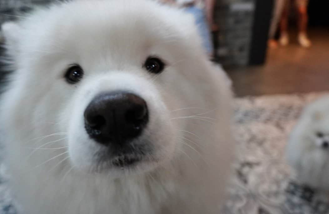 三好ユウさんのインスタグラム写真 - (三好ユウInstagram)「弘大のサモエドカフェ🇰🇷🐶Samoyed Cafe in Kodai of Korea. ⁡ ⁡ 韓国で今流行りのスポットらしく平日でも大盛況🐶 ⁡  もっふもふのサモエドがところかしこを歩き回っている お犬天国🐕❤️（気性が荒いポメも1匹だけ居ました） ⁡ 1人ずつエサを貰えるので好きな子にあげる事もできます◎ ⁡  写真なども撮って貰えたり サモエド達をこちらに誘導してくれたりと スタッフさん達の親切な対応も印象的でした✨ ⁡ ⁡ 12,000ウォンで好きなだけ滞在できるのも良心的。 サモエドちゃん達可愛すぎてお迎えしたくなる…🥹 ⁡ ⁡  #韓国#韓国旅行#韓国旅行記 #サモエド#サモエドカフェ #海外旅行 #旅行好きな人と繋がりたい#タビジョ#koreatravel #travelaboard #overseatrip#japanese #trip#tripgram #旅游#여행스냅」6月30日 19時50分 - yuu_5240