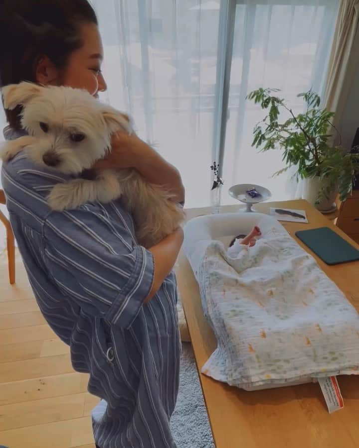 菊地舞美のインスタグラム：「👶🏻🐶 ___________________________ ⁡ ⁡ （急遽ダイニングテーブルの上にベッドを置いてます😂お許しください🙇‍♀️🙇‍♀️） お待ちかね 姉「てるみ」の反応です🐶 ⁡ ⁡ ▶️1、2枚目 初日。初対面👶🏻🐶 ⁡ ピーピー泣いてるし なんか動いてるし なにこれ😨 ⁡ と恐怖と不安で逃げ回る🫨 ⁡ ⁡ ▶️3枚目 2日目の今日 すこーしずつ🤏距離を縮める👶🏻🐶 ⁡ ⁡ ▶️4、5枚目 自分からベッドに近づいて行き、 前足でペちっと触ってみる。 ⁡ ⁡ ▶️6枚目 授乳後、椅子に登って 触りはしないけど見下ろしてみる🐶 ⁡ ⁡ 夜間授乳の時も、泣いてる時も おむつ替えの時も 毎回後ろをついてきて 伏せして見守るてるみ🐶 ⁡ ⁡ まだ「仲良し🤝」ではありませんが、 いつかその日が来ることを 願ってます🫶🏻 ⁡ —— #justborn #justbornbaby #新生児  #犬と新生児」