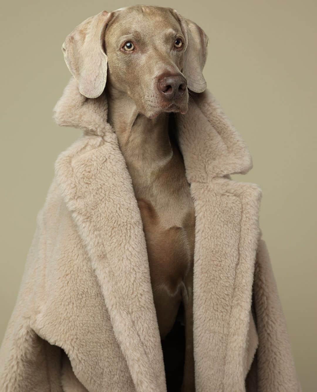 マックスマーラさんのインスタグラム写真 - (マックスマーラInstagram)「Wegman’s Weimaraner dons the iconic #MaxMaraTeddyBear coat. Discover the capsule collection featuring the latest photographs in the "Dogs in Coats" series. #MaxMara」6月30日 20時00分 - maxmara