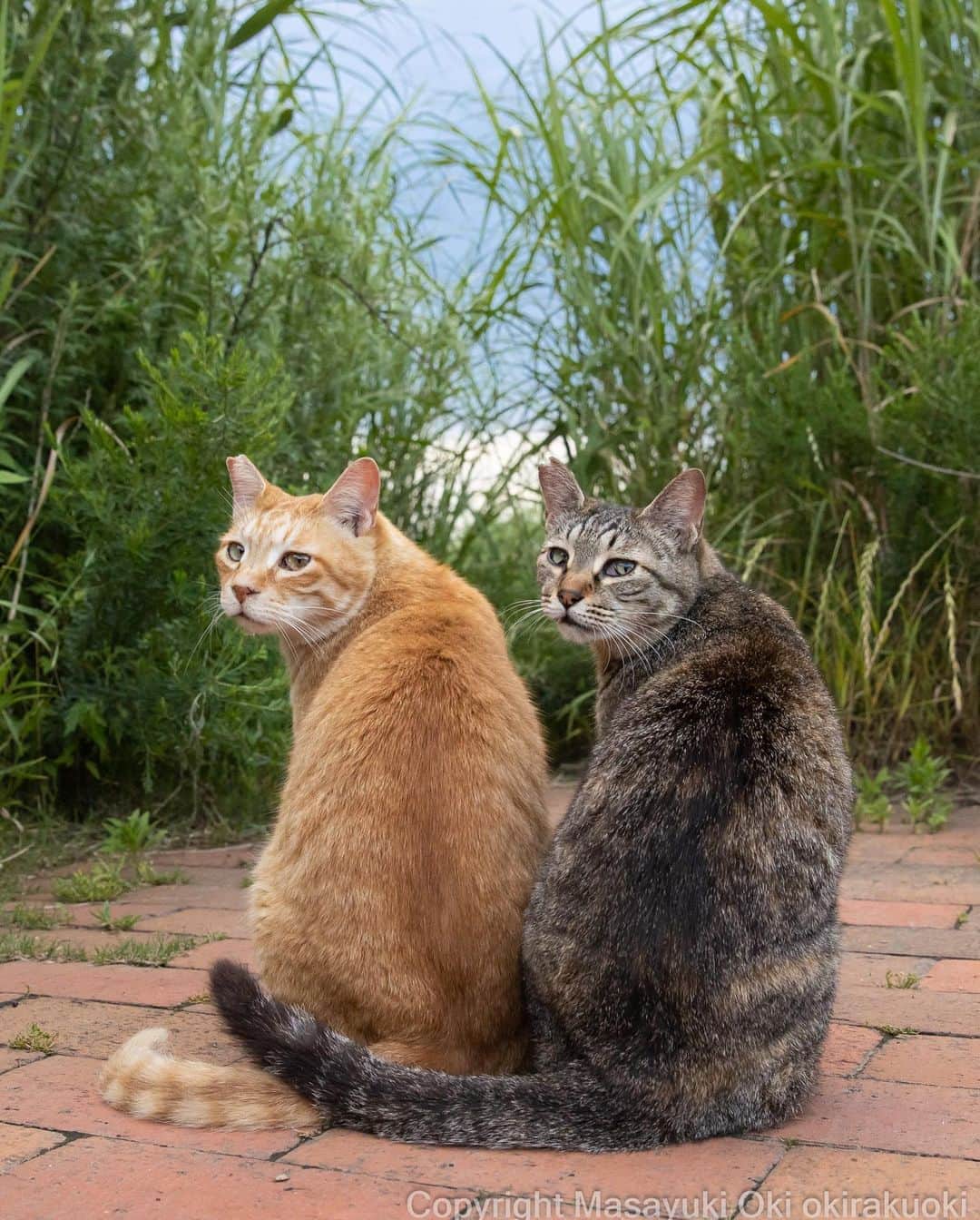 Masayukiのインスタグラム：「ふりむく。  #cat #ねこ #猫 #東京カメラ部 #nekoclub  #mmgtw #my_eos_photo  #yourshotphotographer」