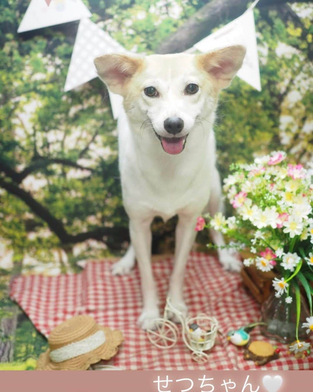 西尾まりのインスタグラム：「おシャンに行ってきましてん。なんやろな、ピクニックしてんのかな。🧺しばらくはええ匂いの女や。」