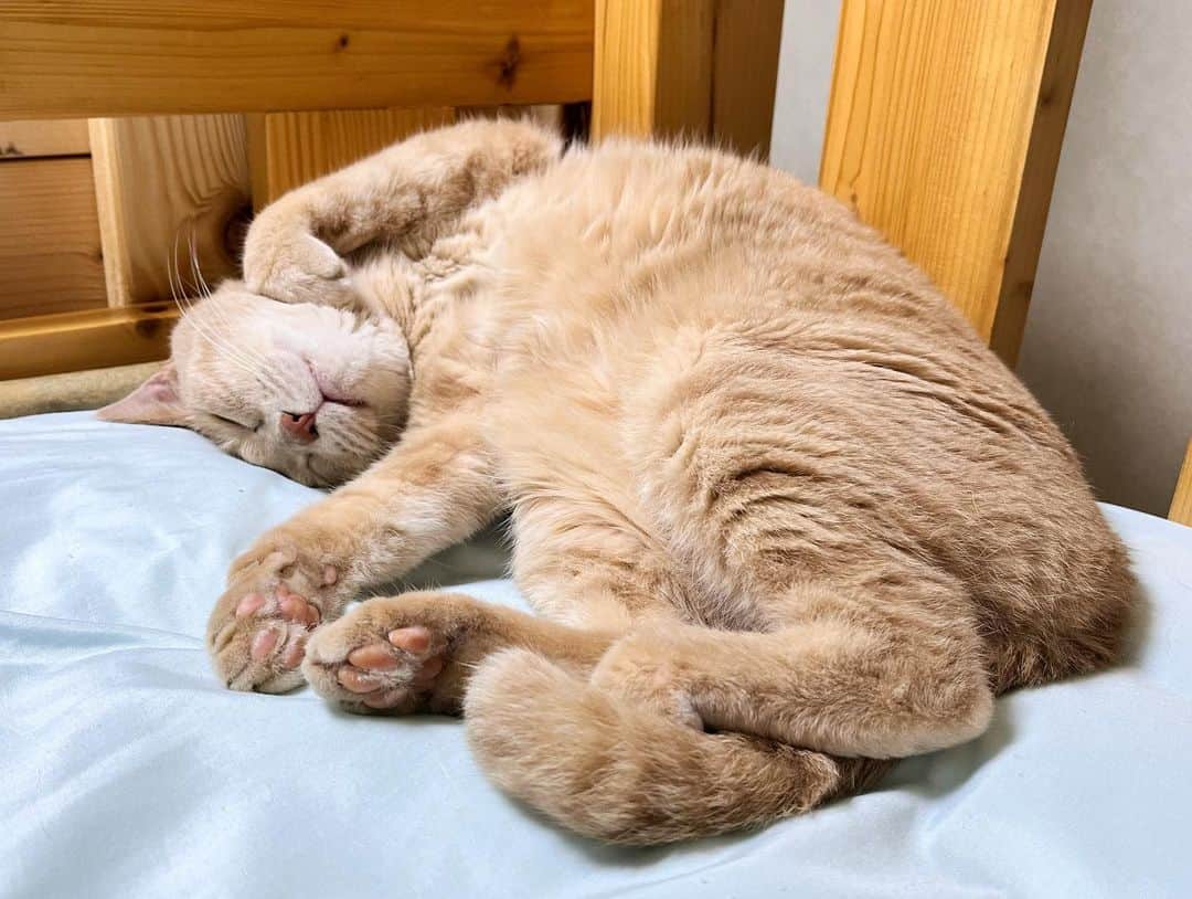 ひのき猫さんのインスタグラム写真 - (ひのき猫Instagram)「スヤスヤ💤  ・ ・ ・  #ひのき猫  #めっちゃ可愛い  #ひのき  #スヤスヤ💤  #かわいい猫  #先住猫  #爆睡猫  #猫との生活  #にゃんすたぐらむ #cat  #catstagram  #cutecats」6月30日 20時31分 - hinoki.cute.kitten