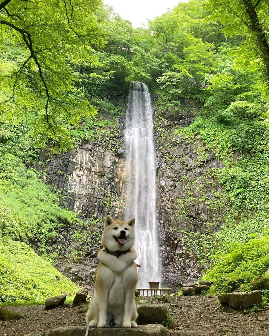 てんパパのインスタグラム：「3日目、去り難し庄内地方、最後に寄ったのは玉簾の滝。 鳥海山を背にして、御嶽神社でお参りし、巨木の間を抜けて、清々しい滝へ。 帰りは川遊びもできちゃって、てんこにも楽しい、この旅で一番感銘深かったと言っても良いくらいのパワースポットでした。 #玉簾の滝 #御嶽神社 #巨大樹の森 #川遊び強化月間 #てんこのふるさと旅」