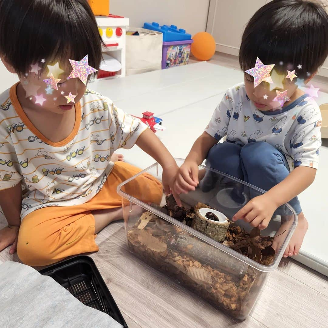 妃咲せあらさんのインスタグラム写真 - (妃咲せあらInstagram)「今年もやってきたカブトムシ‼️ この季節母はめっちゃ忙しい ハムスターの世話に カブトムシのお世話に メダカのお世話 鈴虫のお世話に とどめはカマキリの餌の為に網を持って日中庭をうろつく毎日 #双子と姉」6月30日 20時37分 - h_seara88