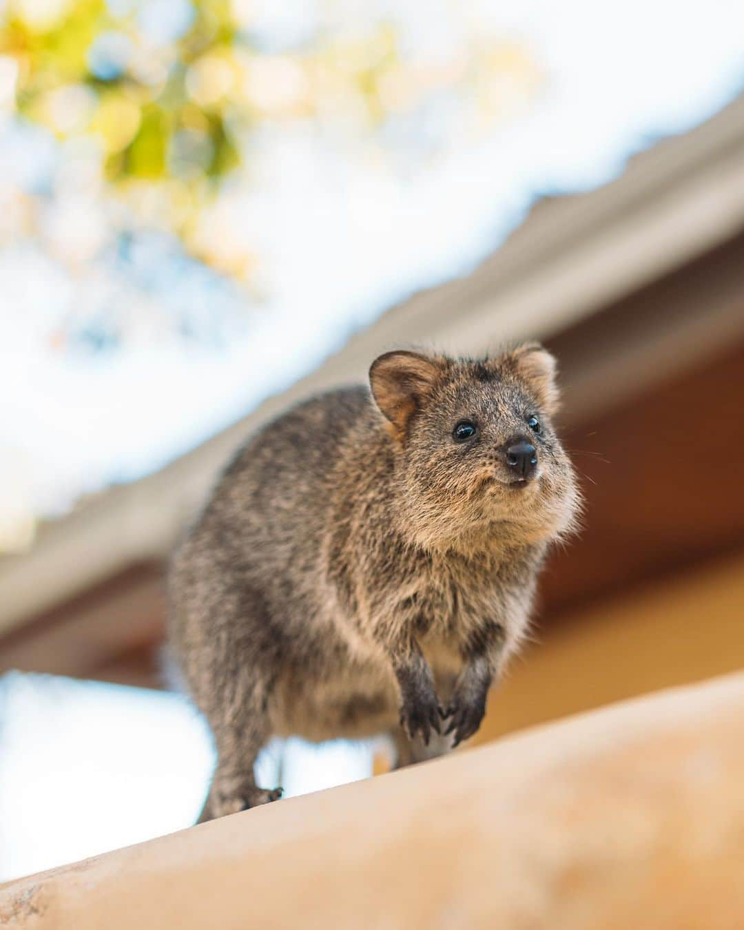 もろんのんさんのインスタグラム写真 - (もろんのんInstagram)「私が1番好きな動物〈クオッカ〉🇦🇺😭❤️  口角が上がっていて常に笑っているように見えることから「世界一幸せな動物」と呼ばれています。 噂ではピカチュウのモデルともなった動物とか？  ネズミやリスに似てますが、カンガルーと同じ有袋類🦘  クオッカは西オーストラリアの都市パースからフェリーで行ける「ロットネスト島」に野生でたくさんいます。  すっごく可愛いのですが、この島にはクオッカの天敵である猫もキツネもいないせいか、 危機管理能力が無さすぎて人懐っこくてすごく近くまで寄ってきます😂❤️  ただし絶滅危惧種第二類に指定されており、サルモネラ菌も持っているため触ってはだめ🙅‍♀️  日本からパースまでの直行便も10月末から復活するので、ぜひ西オーストラリアを今後の旅先候補にしてみてはいかが？✈️  詳しく知りたい方や他の写真を見たい方は YouTubeで「もろんのん　クオッカ」で調べてね🔍 ロットネスト島への行き方やその他おすすめのスポットをご紹介してます🚲✨  📍オーストラリア ロットネスト島 / Rottnest Island,Australia  🦘Quokka  #WAtheDreamState @westernaustralia @australia.jp」6月30日 20時48分 - moron_non