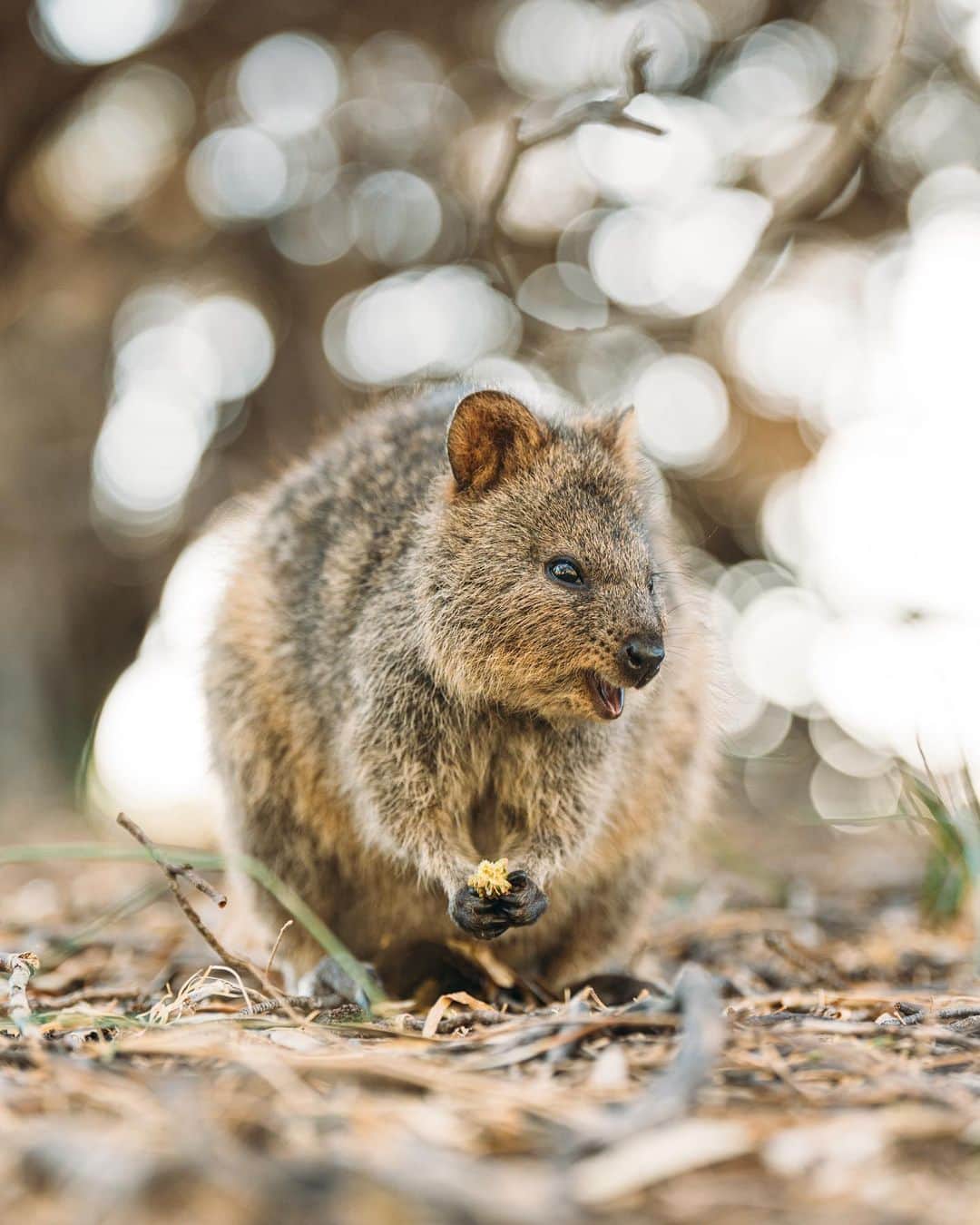 もろんのんさんのインスタグラム写真 - (もろんのんInstagram)「私が1番好きな動物〈クオッカ〉🇦🇺😭❤️  口角が上がっていて常に笑っているように見えることから「世界一幸せな動物」と呼ばれています。 噂ではピカチュウのモデルともなった動物とか？  ネズミやリスに似てますが、カンガルーと同じ有袋類🦘  クオッカは西オーストラリアの都市パースからフェリーで行ける「ロットネスト島」に野生でたくさんいます。  すっごく可愛いのですが、この島にはクオッカの天敵である猫もキツネもいないせいか、 危機管理能力が無さすぎて人懐っこくてすごく近くまで寄ってきます😂❤️  ただし絶滅危惧種第二類に指定されており、サルモネラ菌も持っているため触ってはだめ🙅‍♀️  日本からパースまでの直行便も10月末から復活するので、ぜひ西オーストラリアを今後の旅先候補にしてみてはいかが？✈️  詳しく知りたい方や他の写真を見たい方は YouTubeで「もろんのん　クオッカ」で調べてね🔍 ロットネスト島への行き方やその他おすすめのスポットをご紹介してます🚲✨  📍オーストラリア ロットネスト島 / Rottnest Island,Australia  🦘Quokka  #WAtheDreamState @westernaustralia @australia.jp」6月30日 20時48分 - moron_non